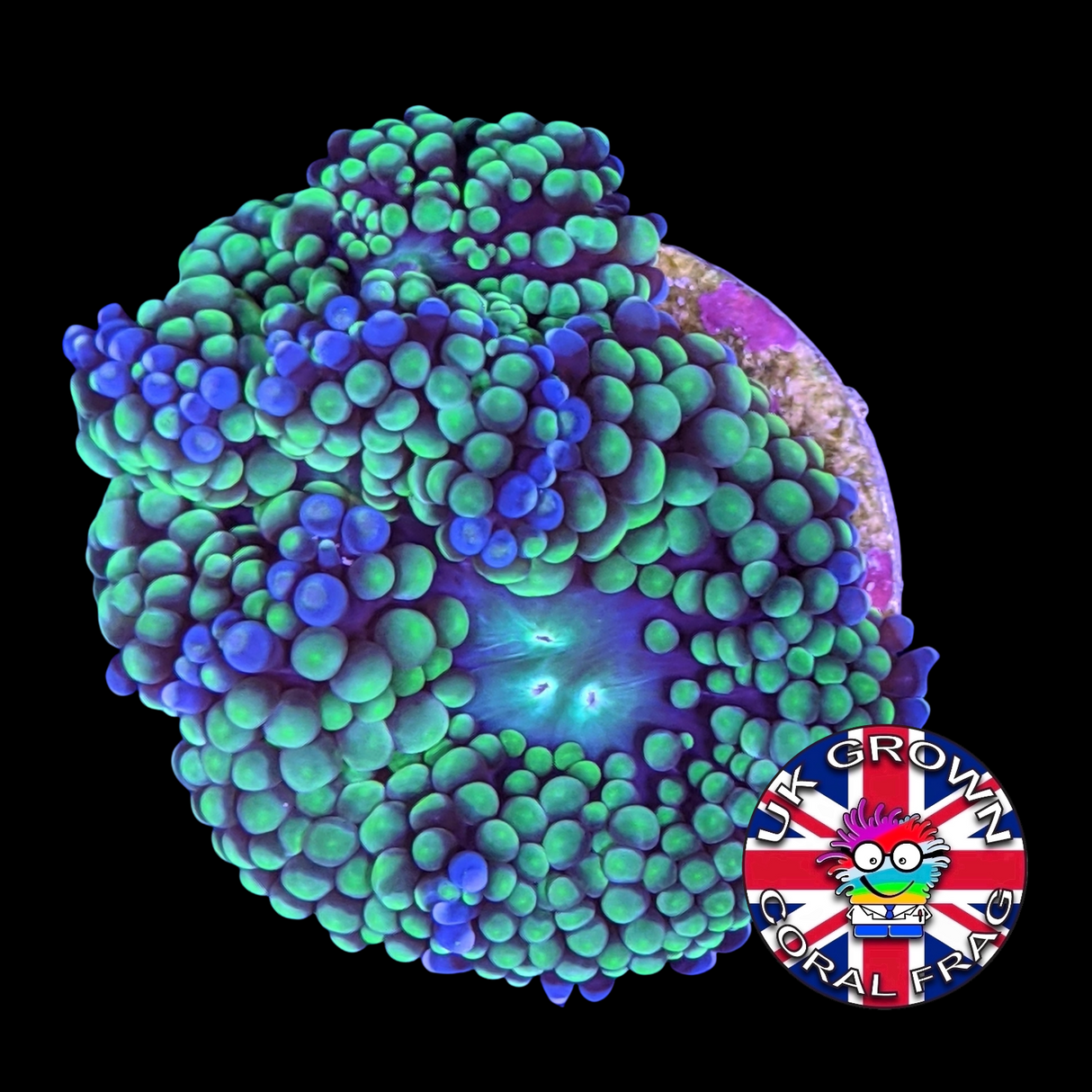 Green Ricordea (UK Grown)