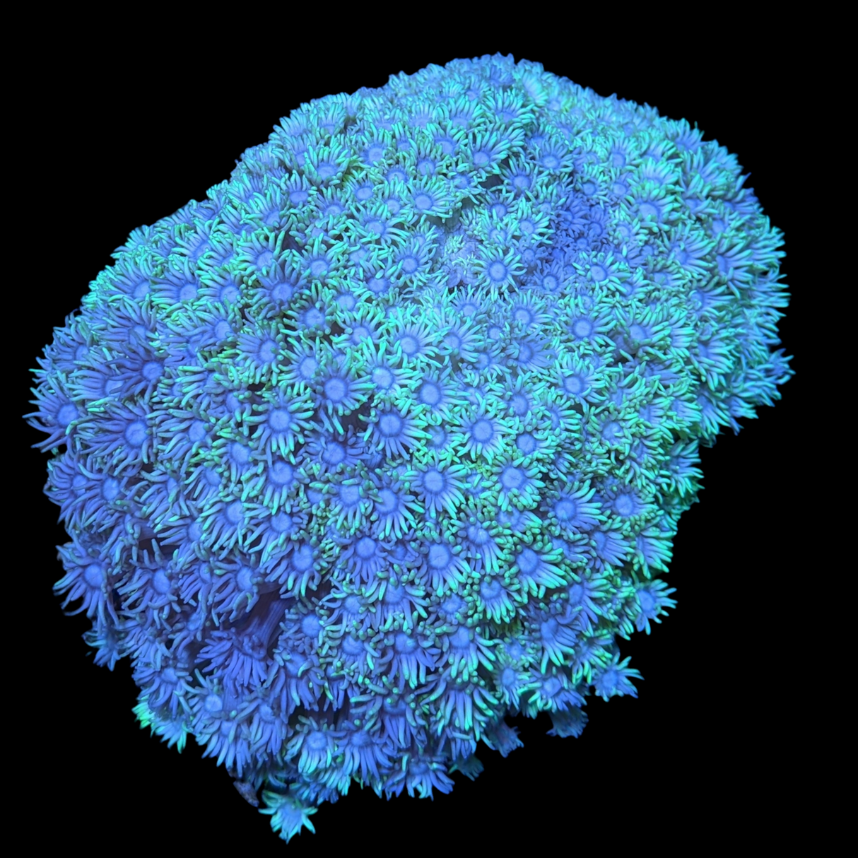 Two Tone Goniopora (collection Only)