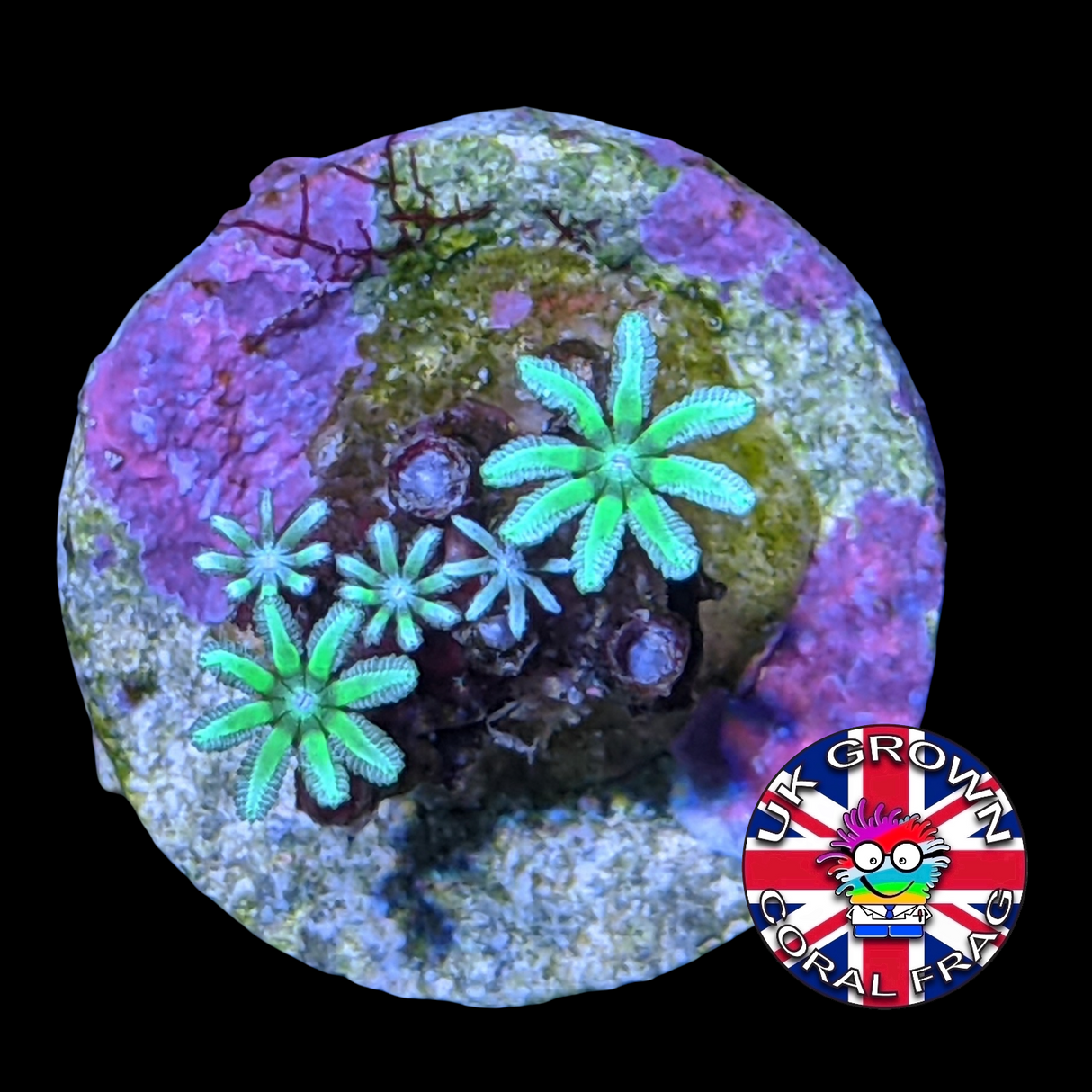 Green Pipe Organ (UK Grown)