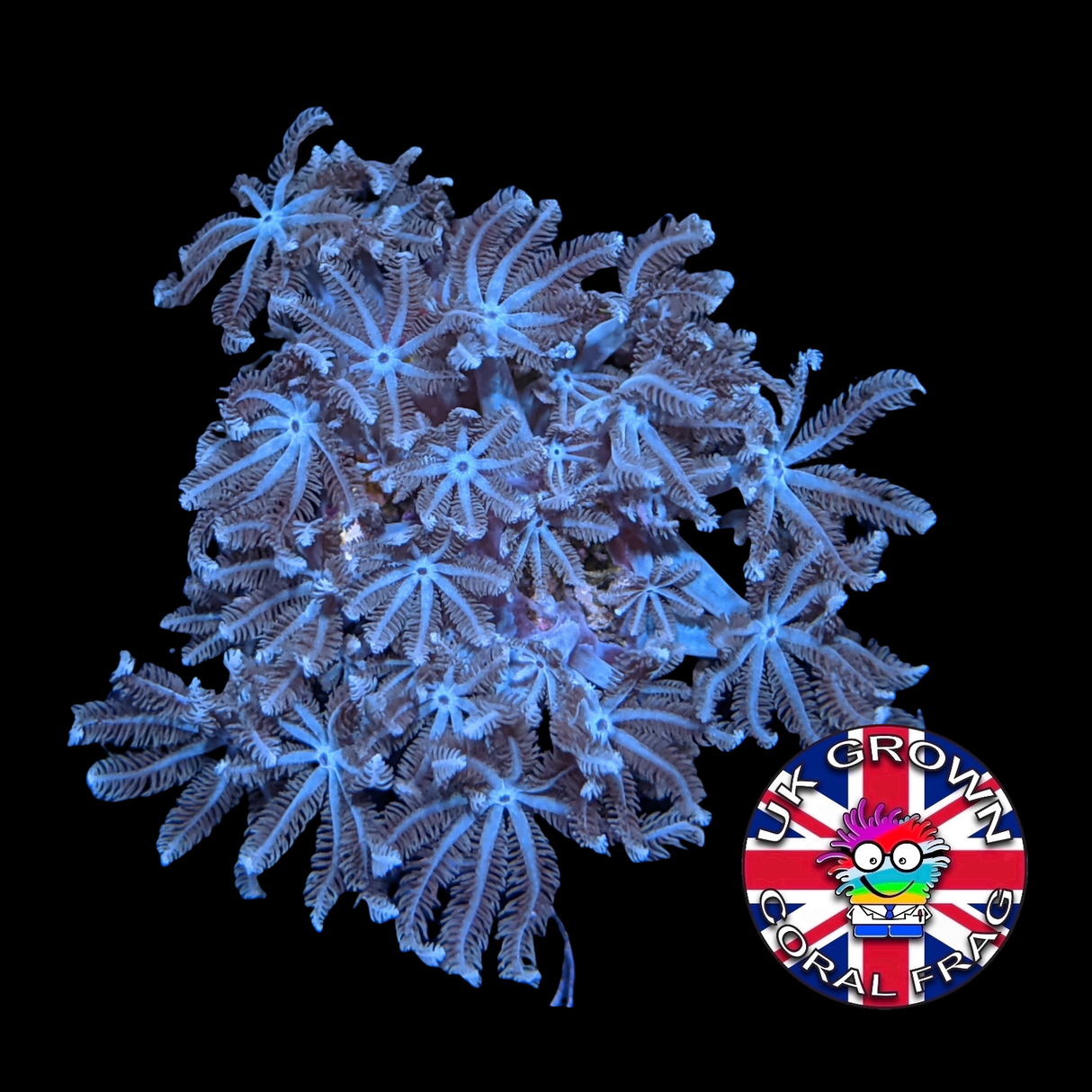 Xenia Umbellata (UK Grown)