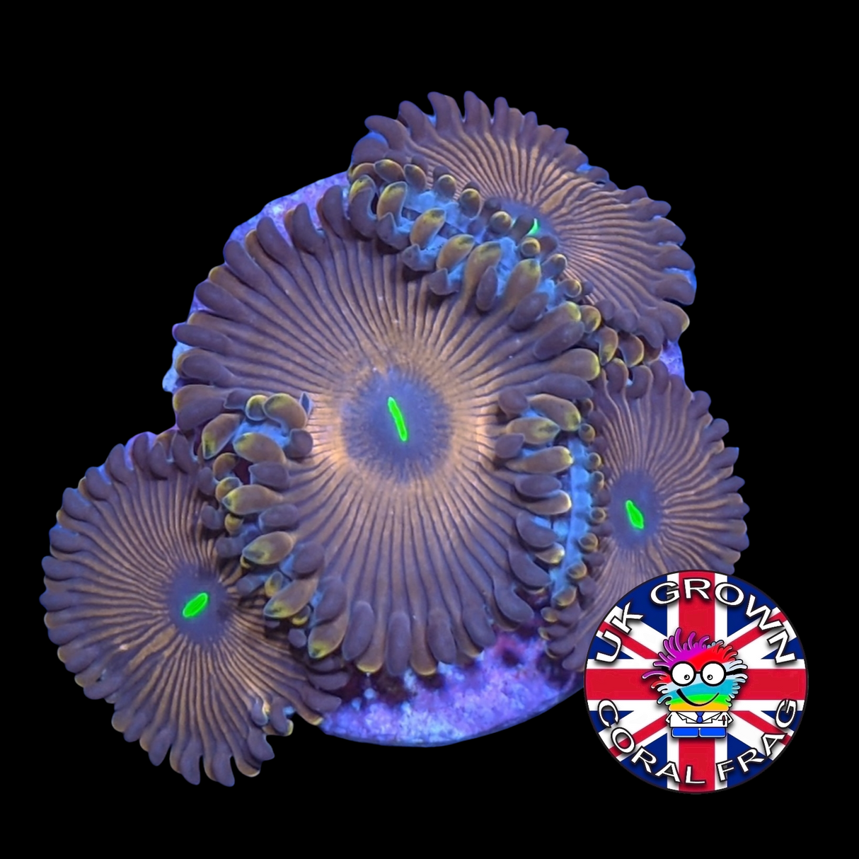 Red People Eater Zoa Frag (UK Grown)