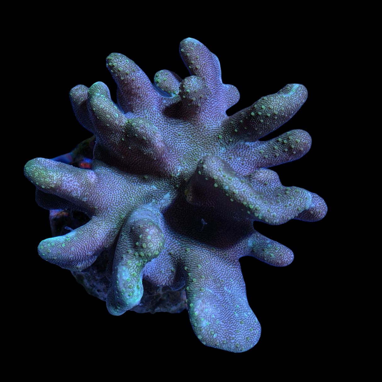 Aquacultured Green Lobophyton Leather Colony