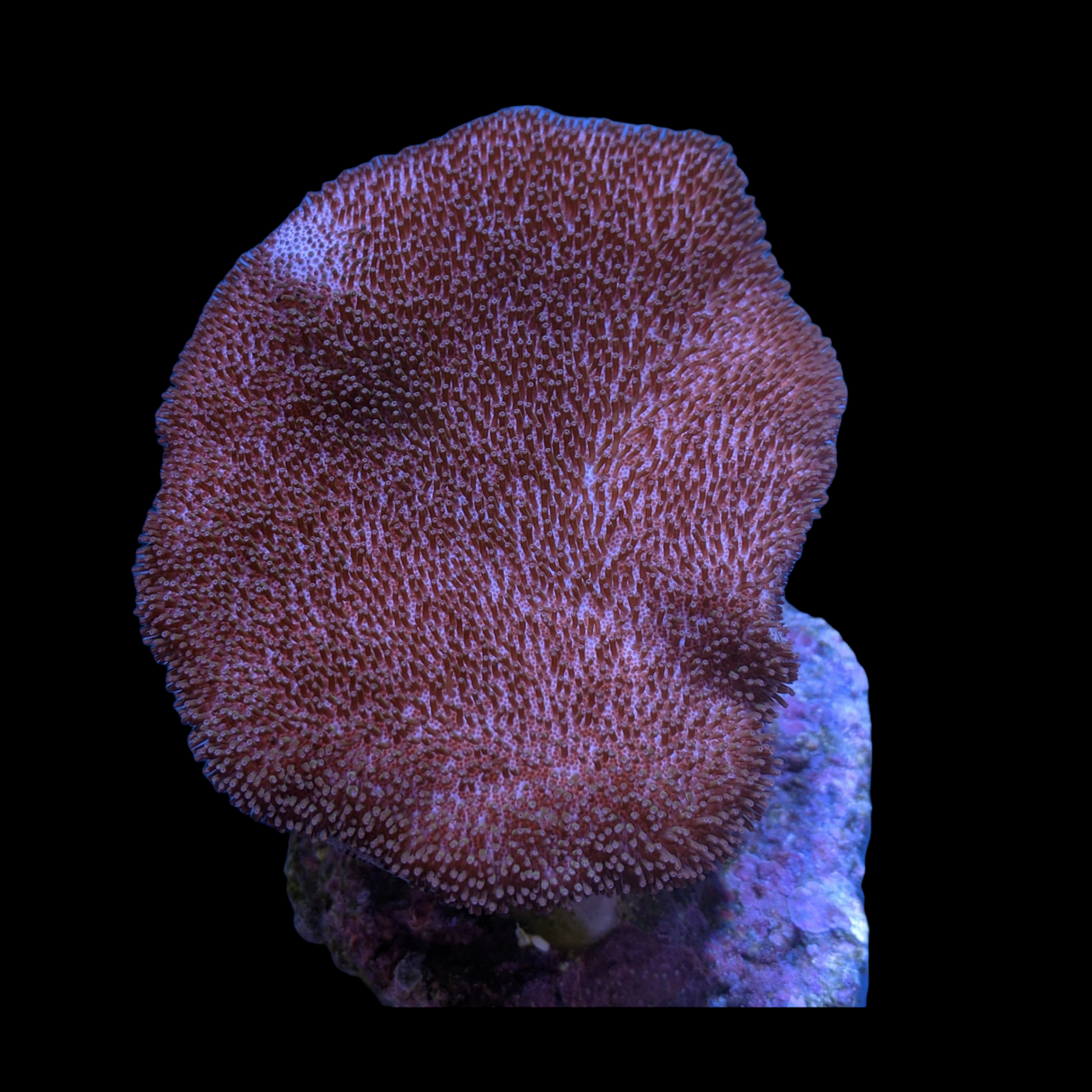 Large Toadstool Leather Colony