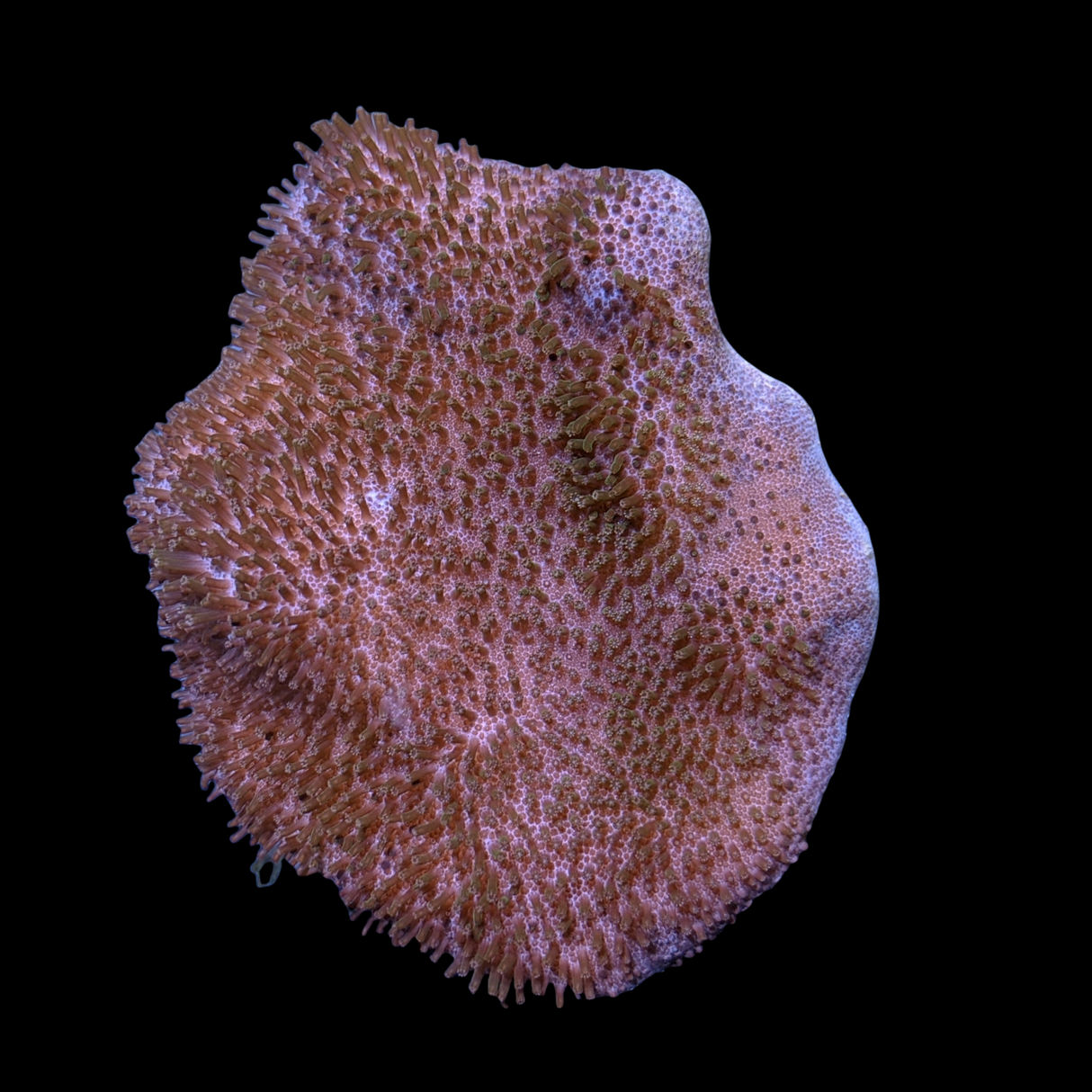 Large Toadstool Leather Colony