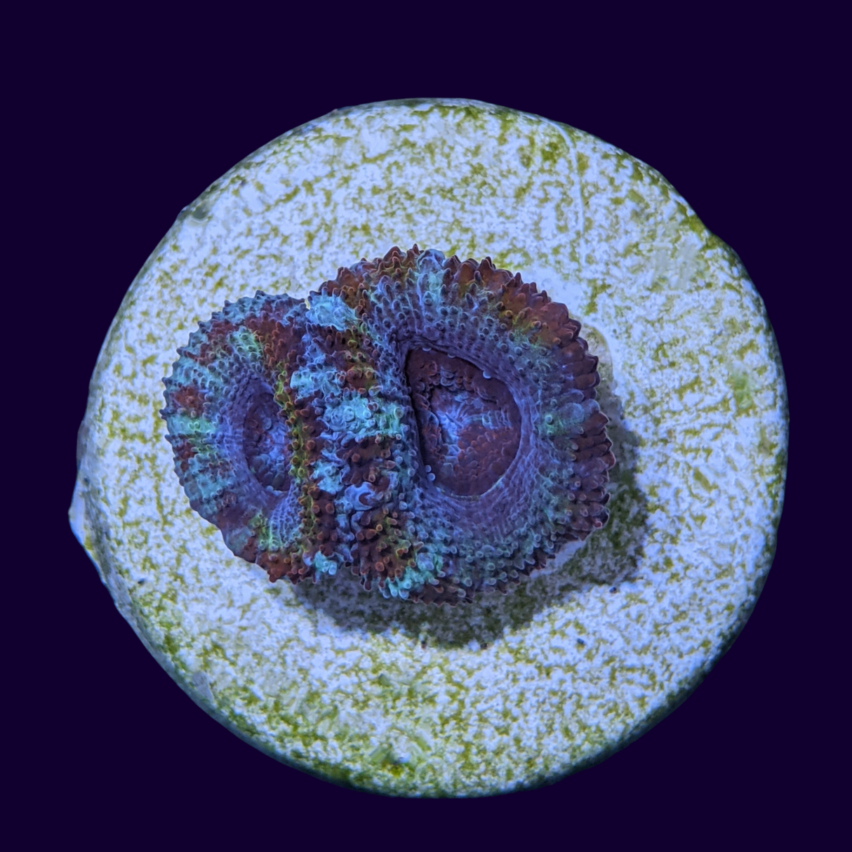 Acanthastrea Lordhowensi
