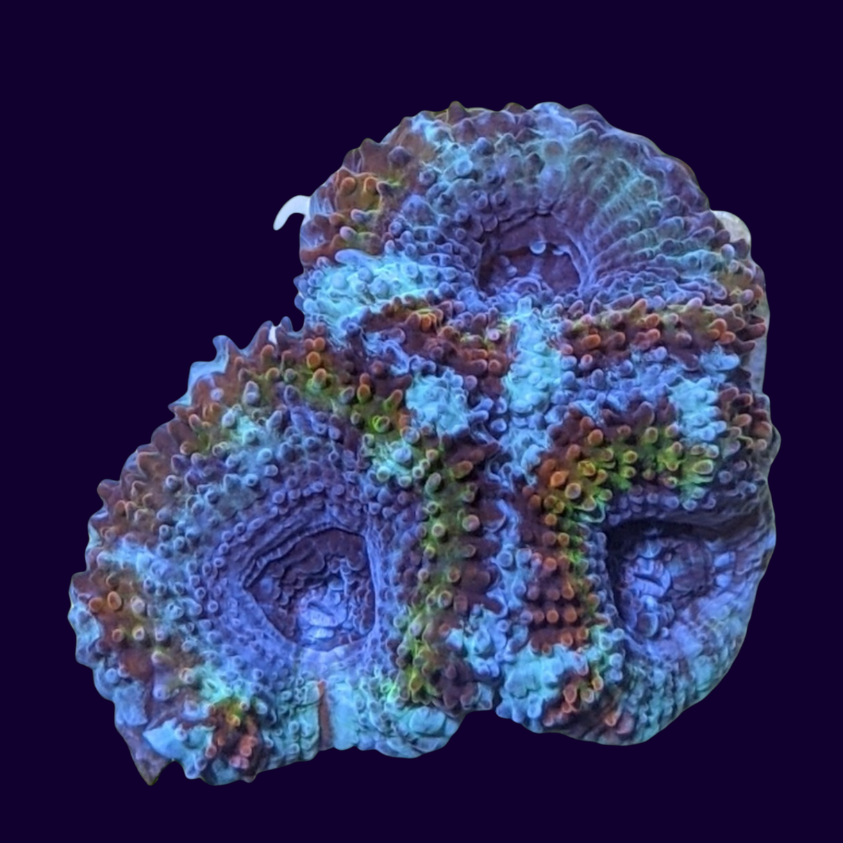 Acanthastrea Lordhowensi