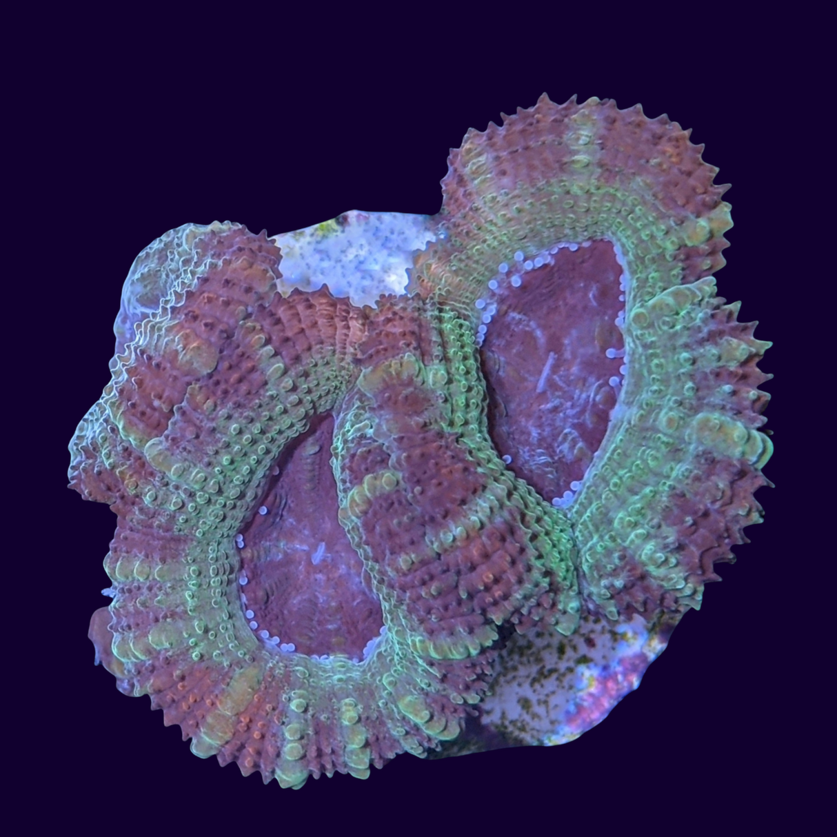 Acanthastrea Lordhowensi