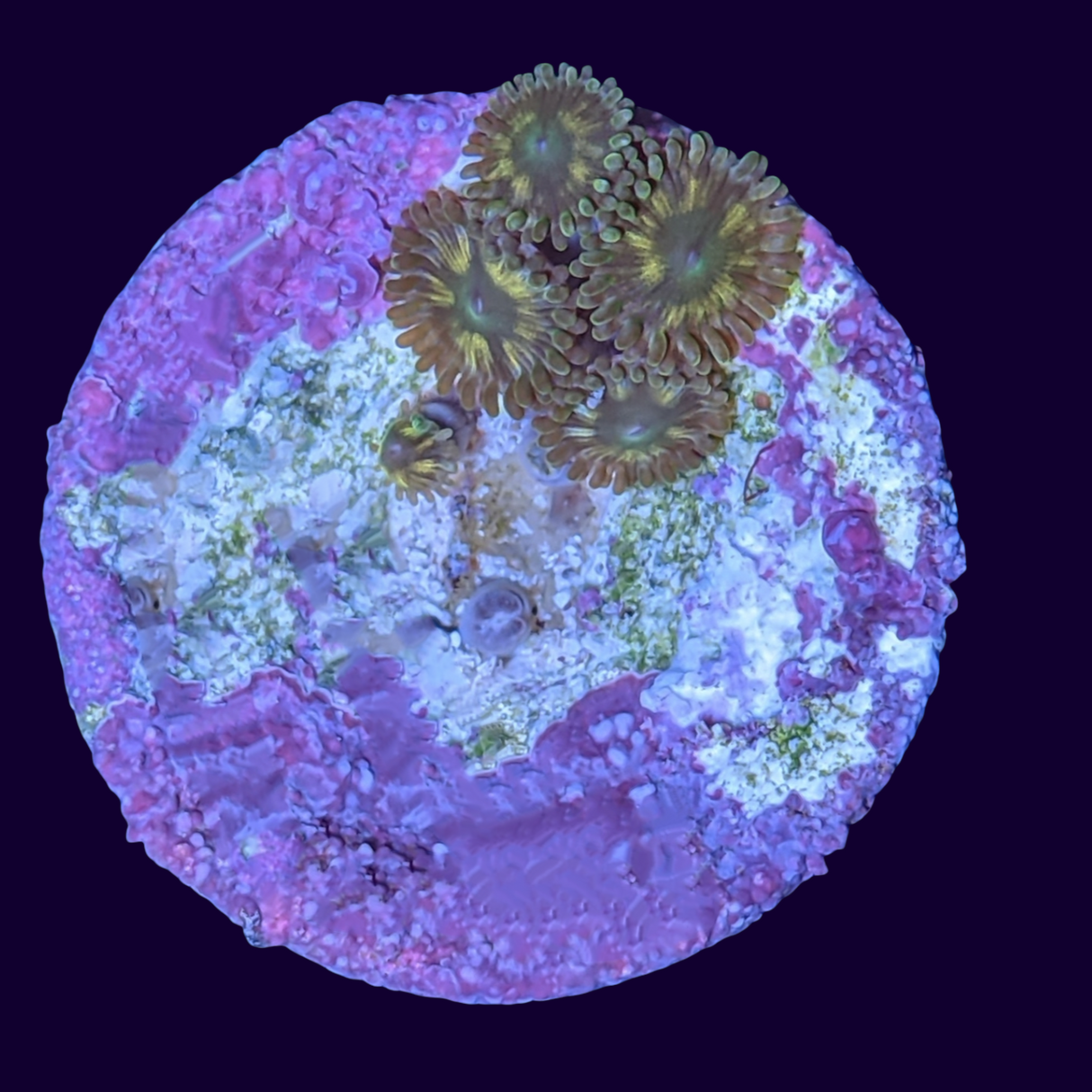 Chocolate Orange Zoa Frag