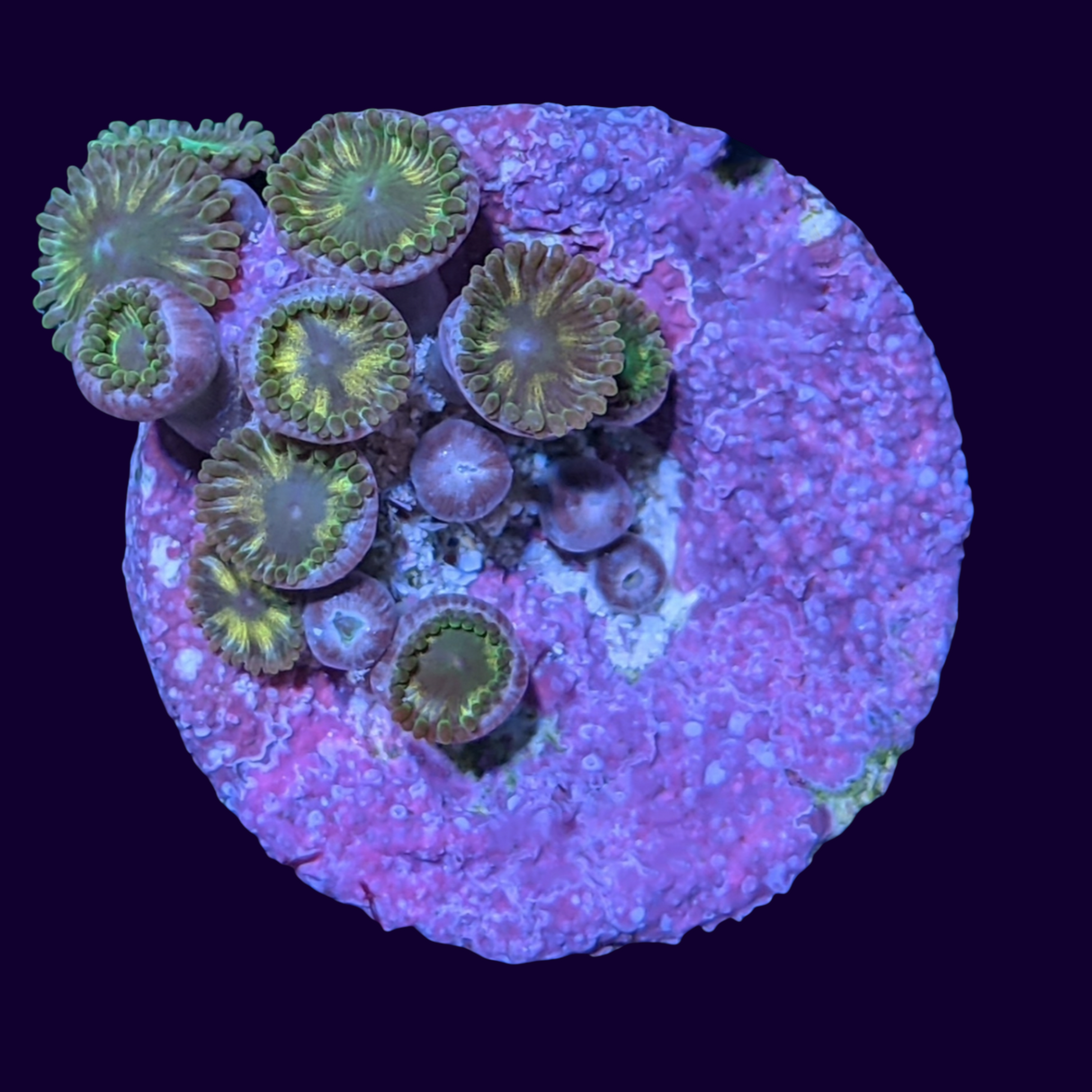 Chocolate Orange Zoa Frag