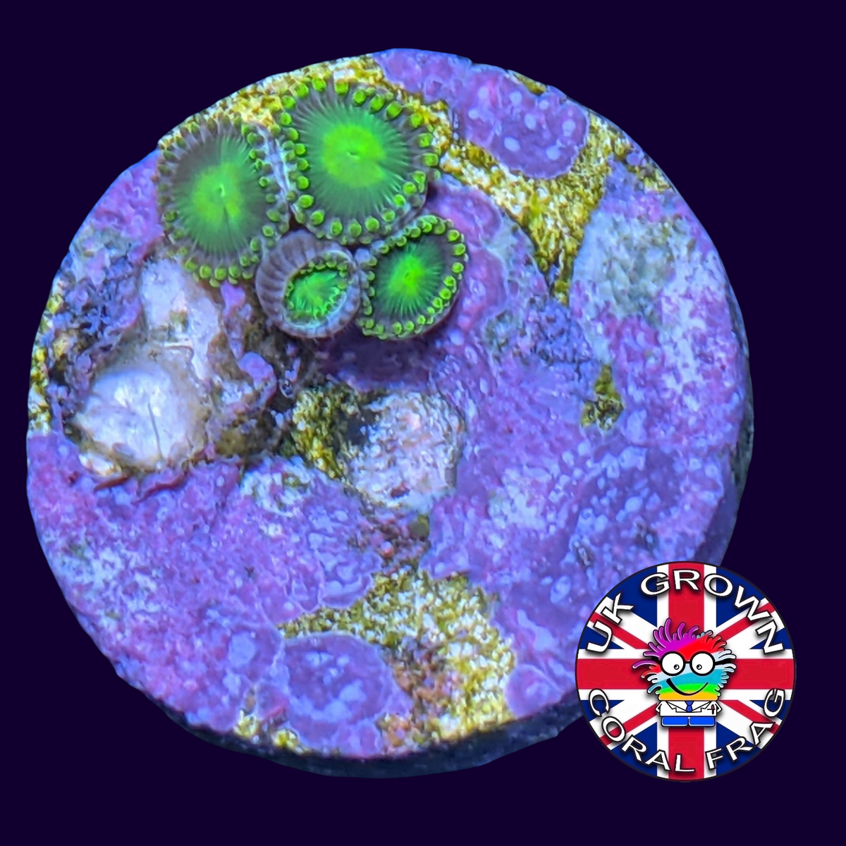 Radioactive Dragons Eyes Zoa Frag (UK Grown)