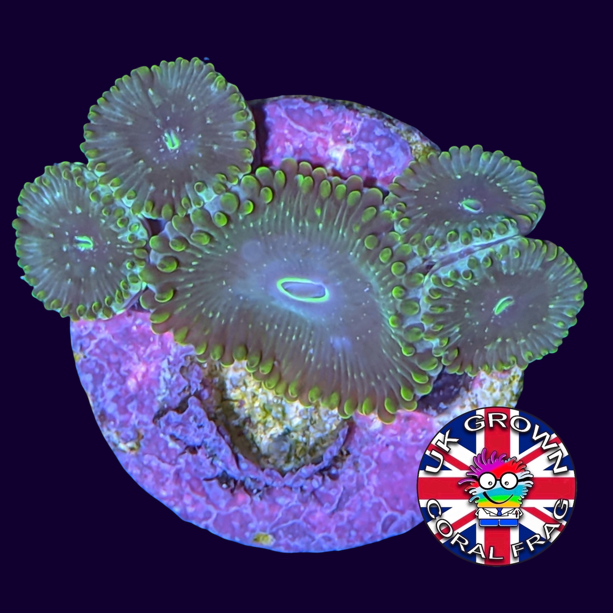 Hawaiian People Eater Zoa Frag (UK Grown)