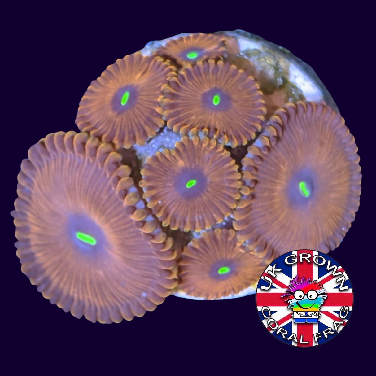 Red People Eater Zoa Frag (UK Grown)