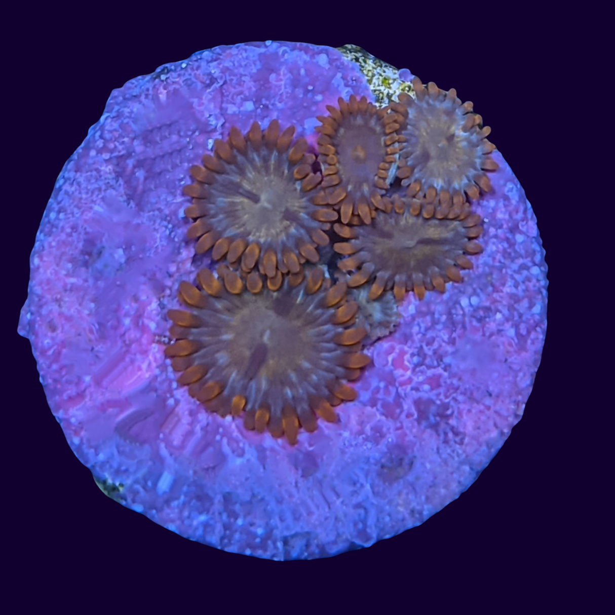 Chocolate Orange Zoa Frag