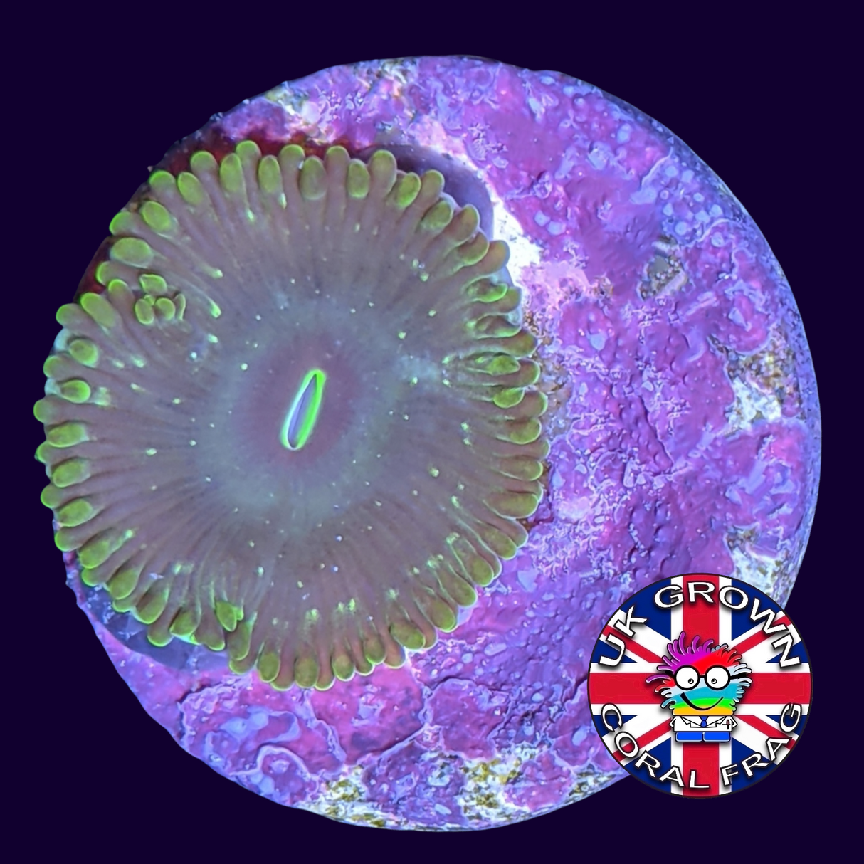 Hawaiian People Eater Zoa Frag (UK Grown)