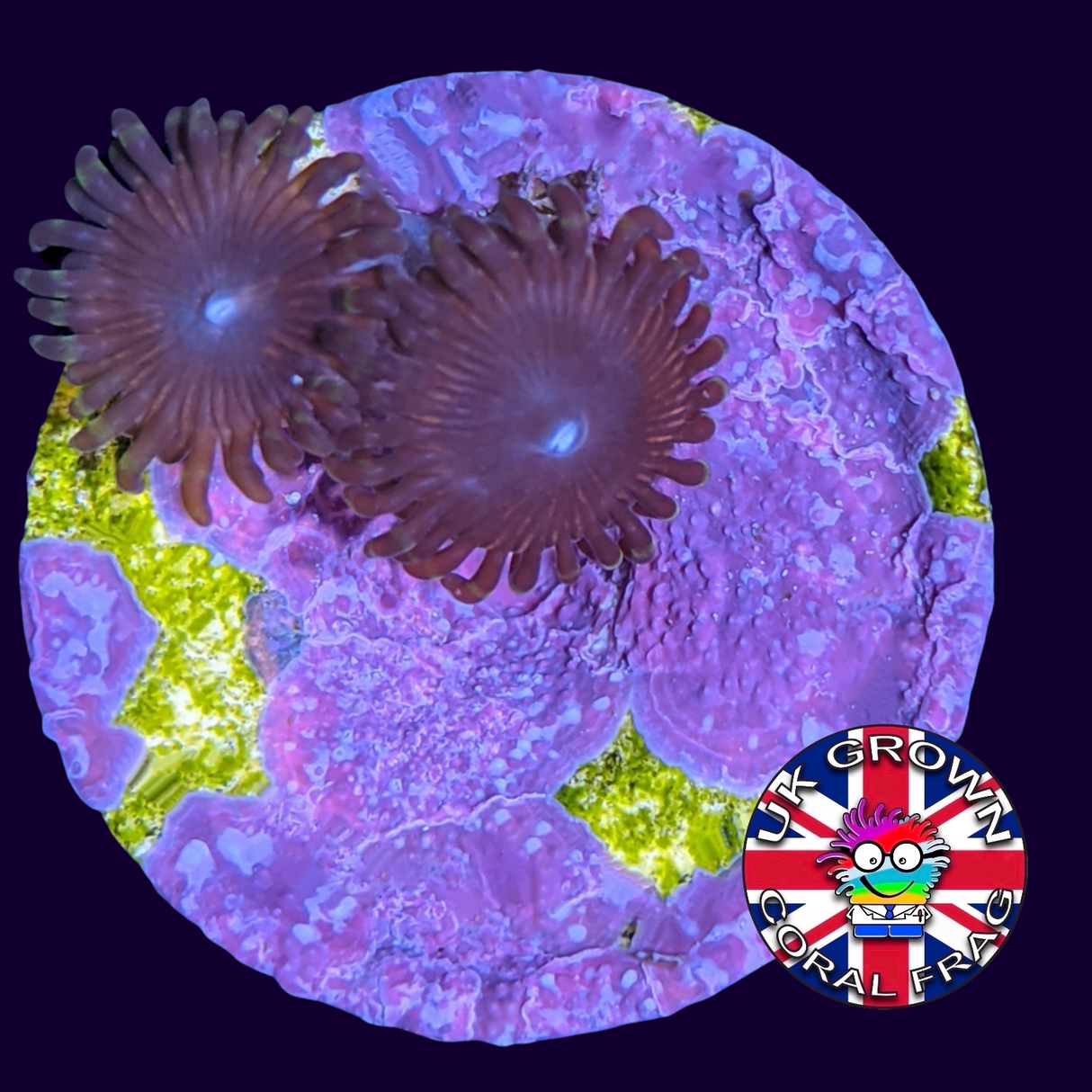 Pink Passion Zoa Frag (UK Grown)