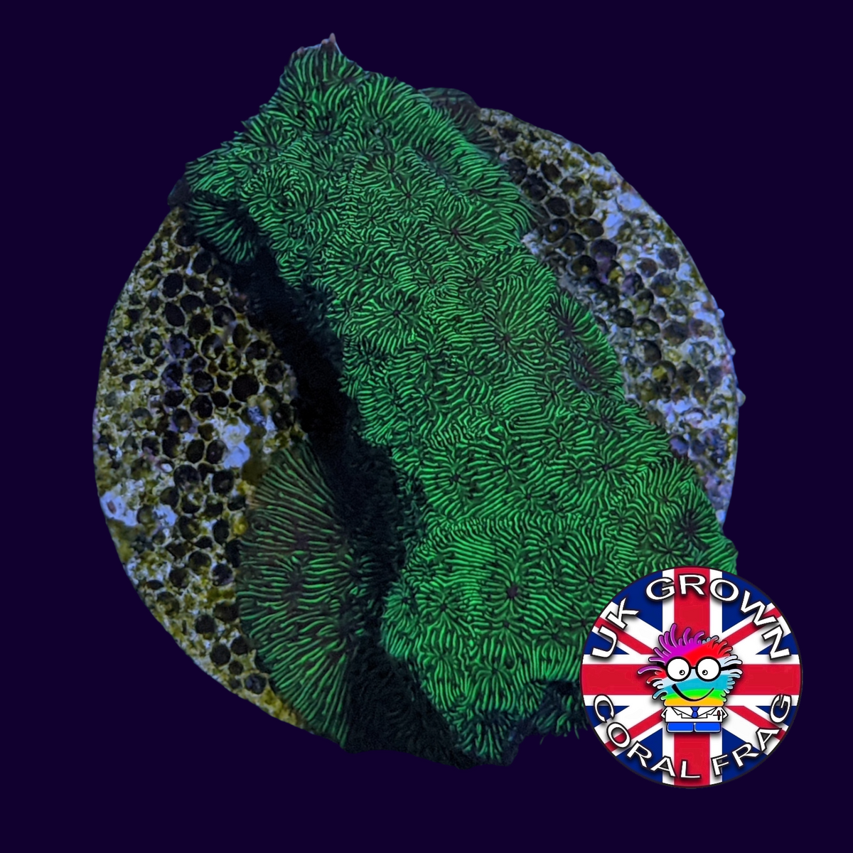 Metallic Green Pavona (UK Grown)