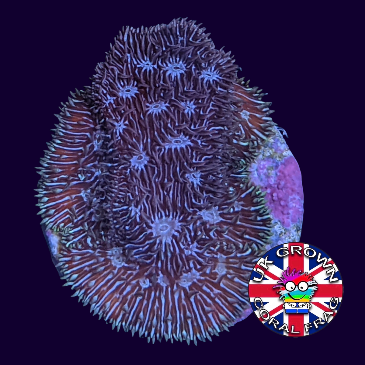 Deep Purple Pavona (UK Grown)