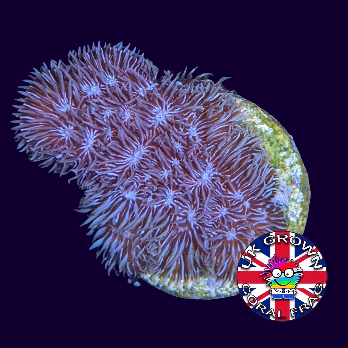 Deep Purple Pavona (UK Grown)