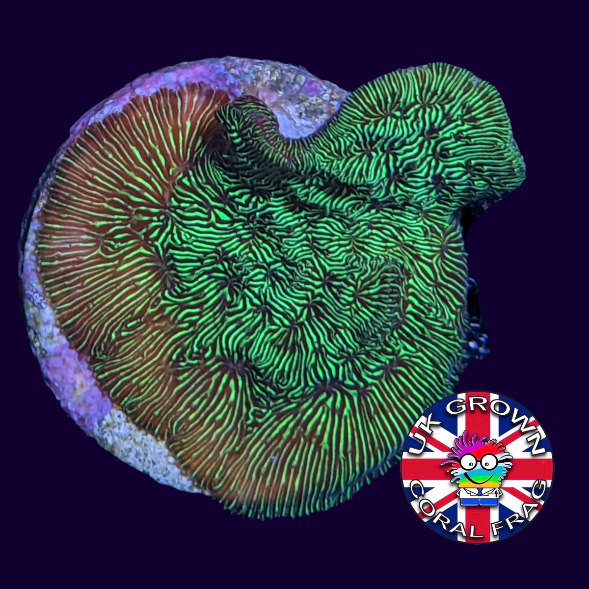 Metallic Green Pavona (UK Grown)