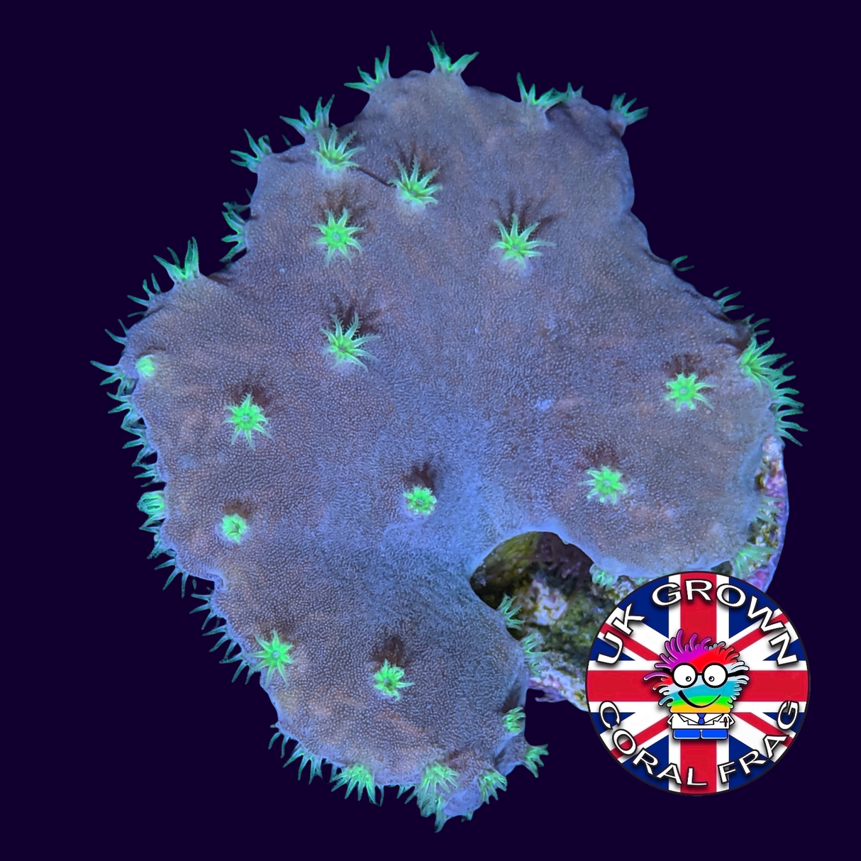 Green Sinularia Dura (UK Grown)