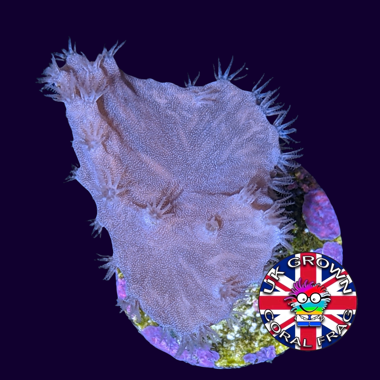 Sinularia Dura (UK Grown)