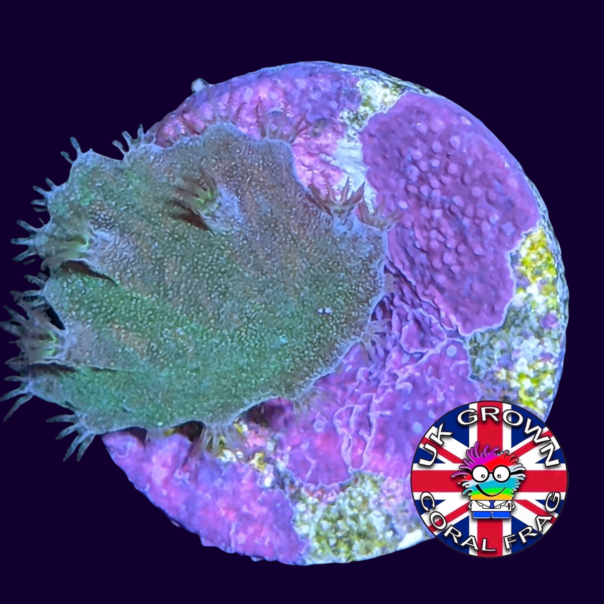 Neon Green Sinularia Dura (UK Grown)