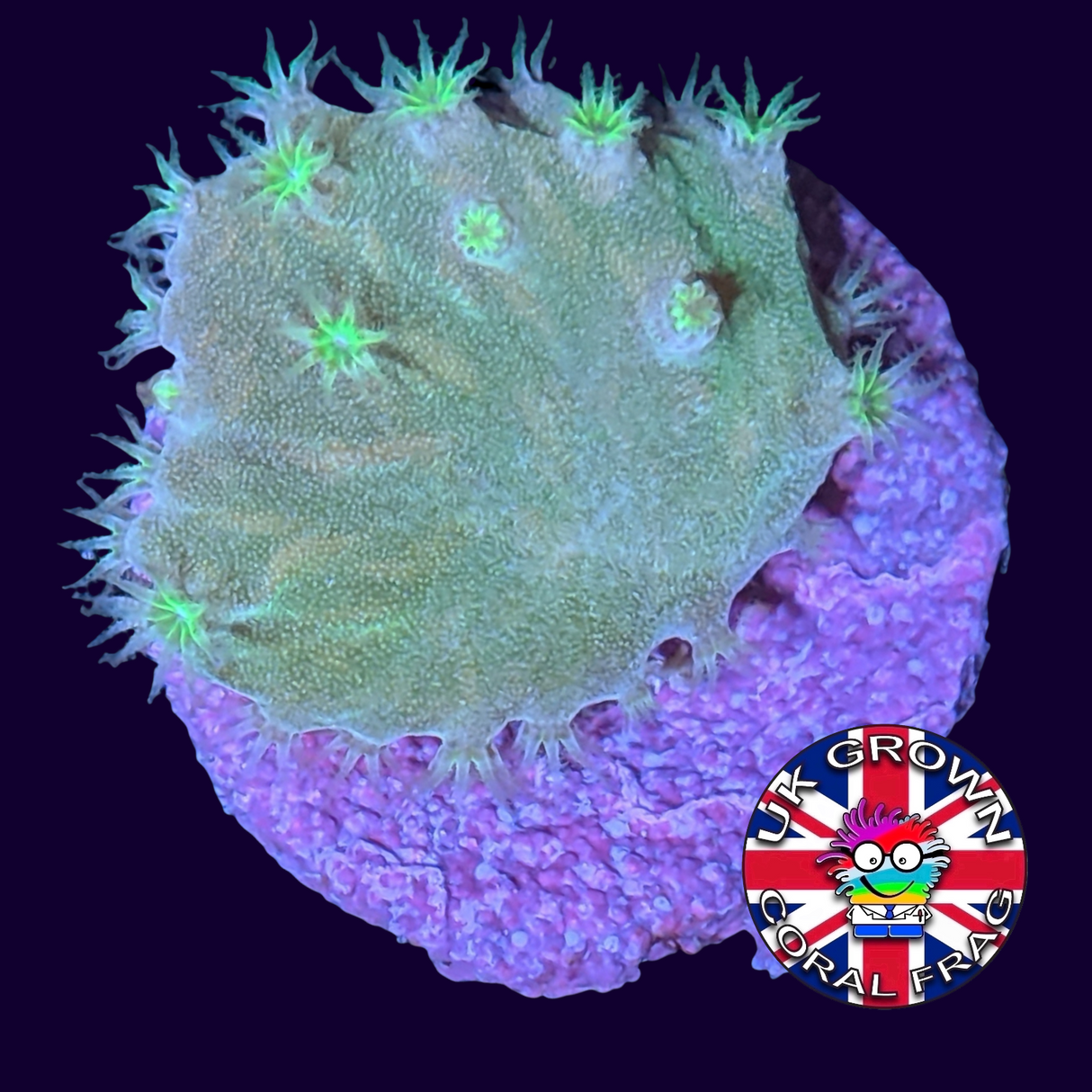 Neon Green Sinularia Dura (UK Grown)