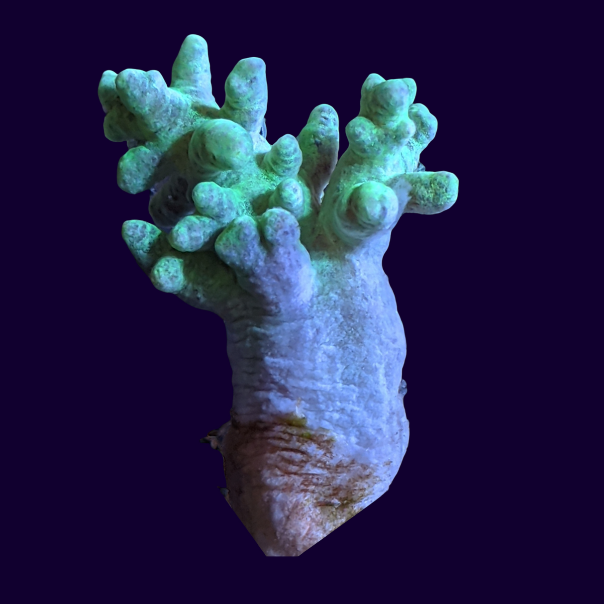 Neon Green Sinularia