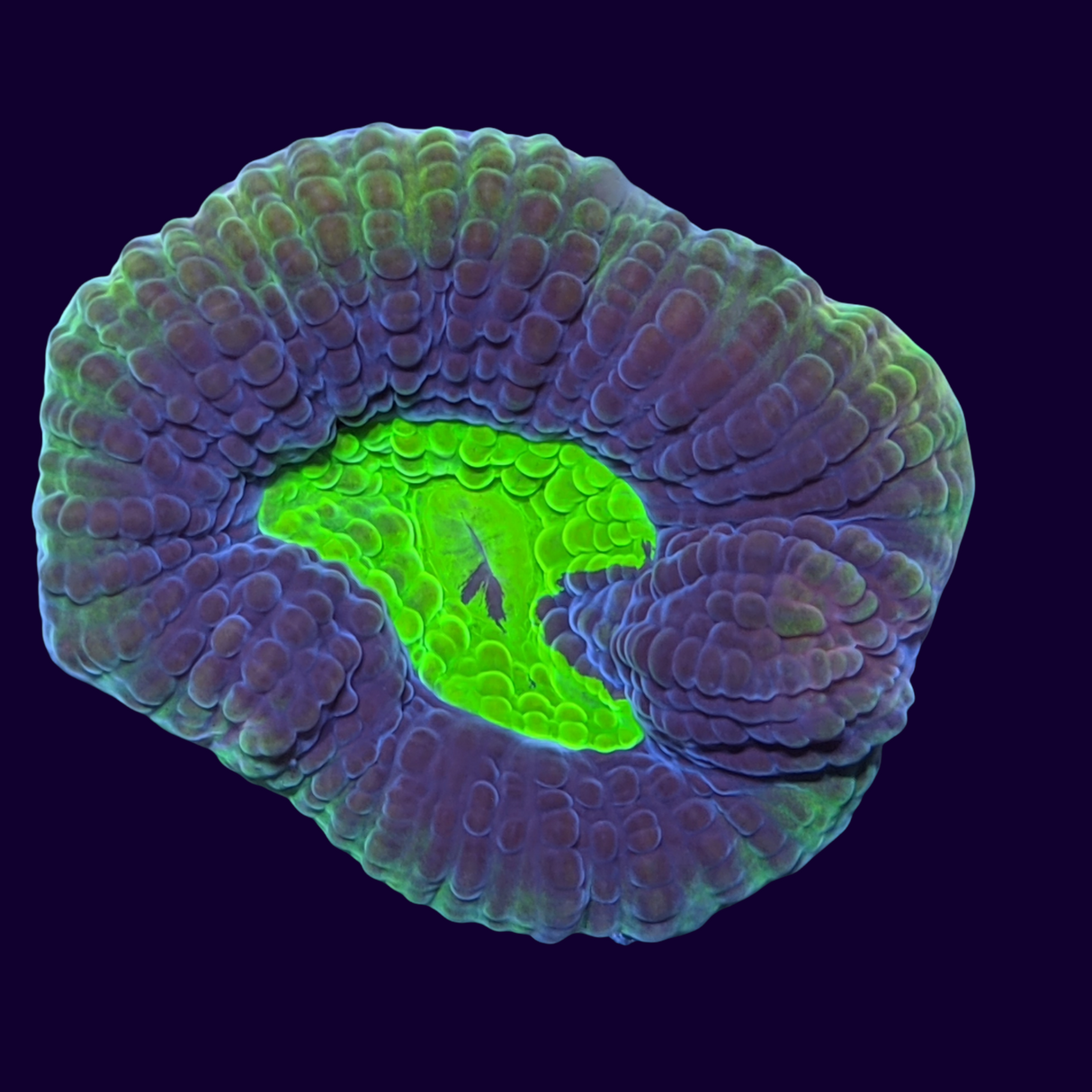 Dragon Soul Goniastrea