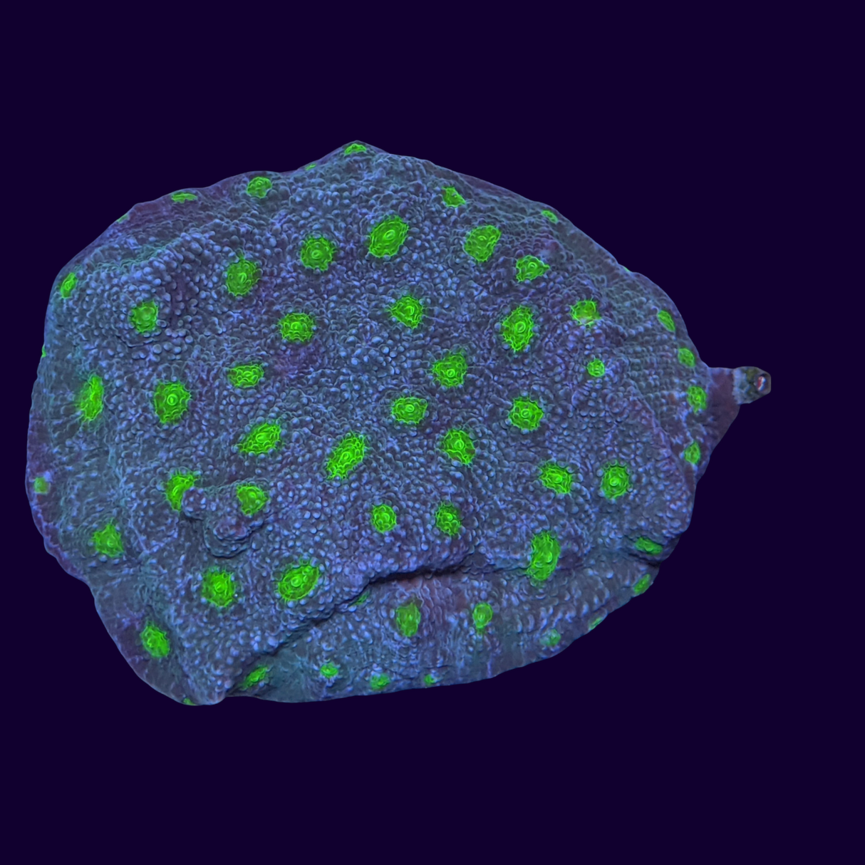 Hollywood Stunner Chalice