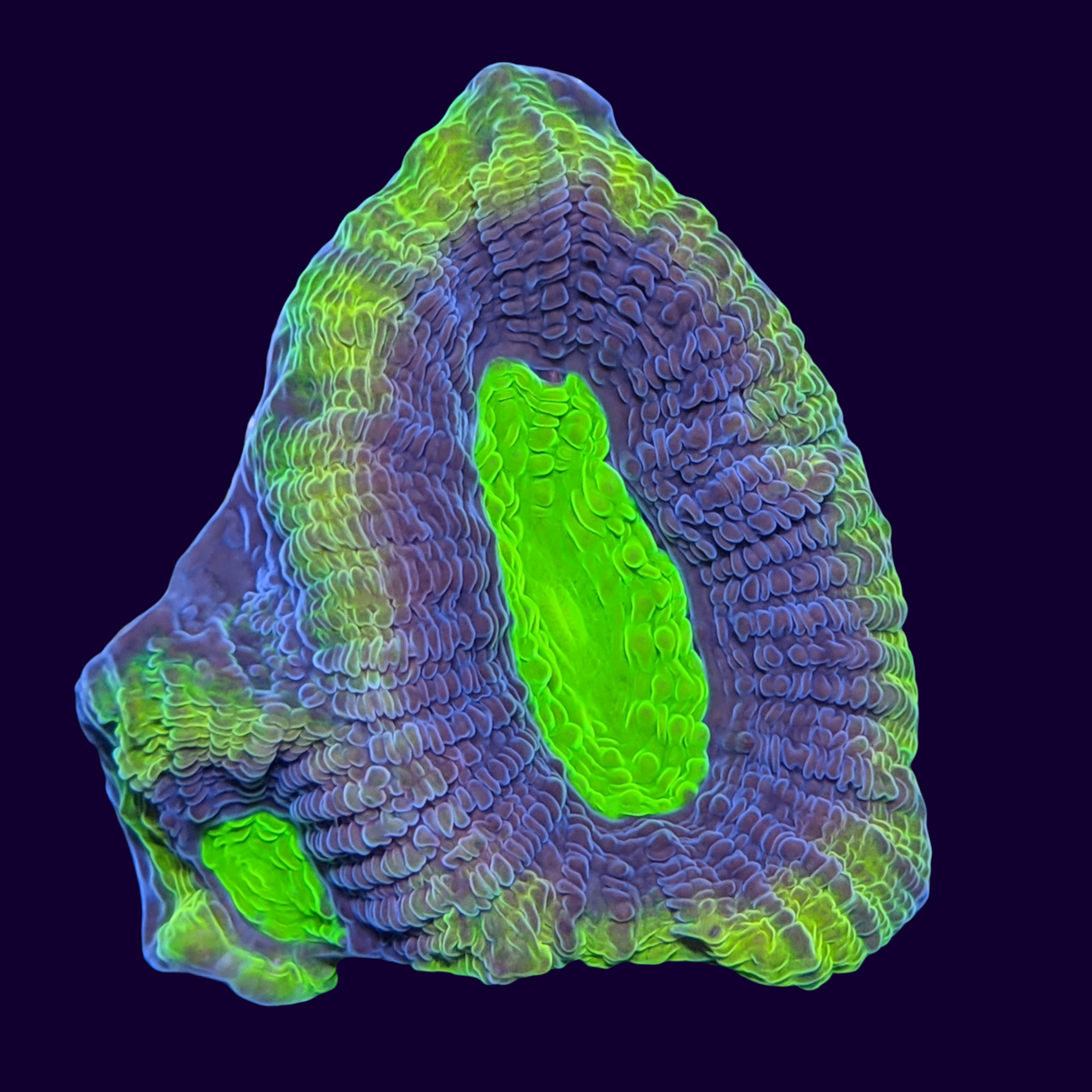 Dragon Soul Goniastrea