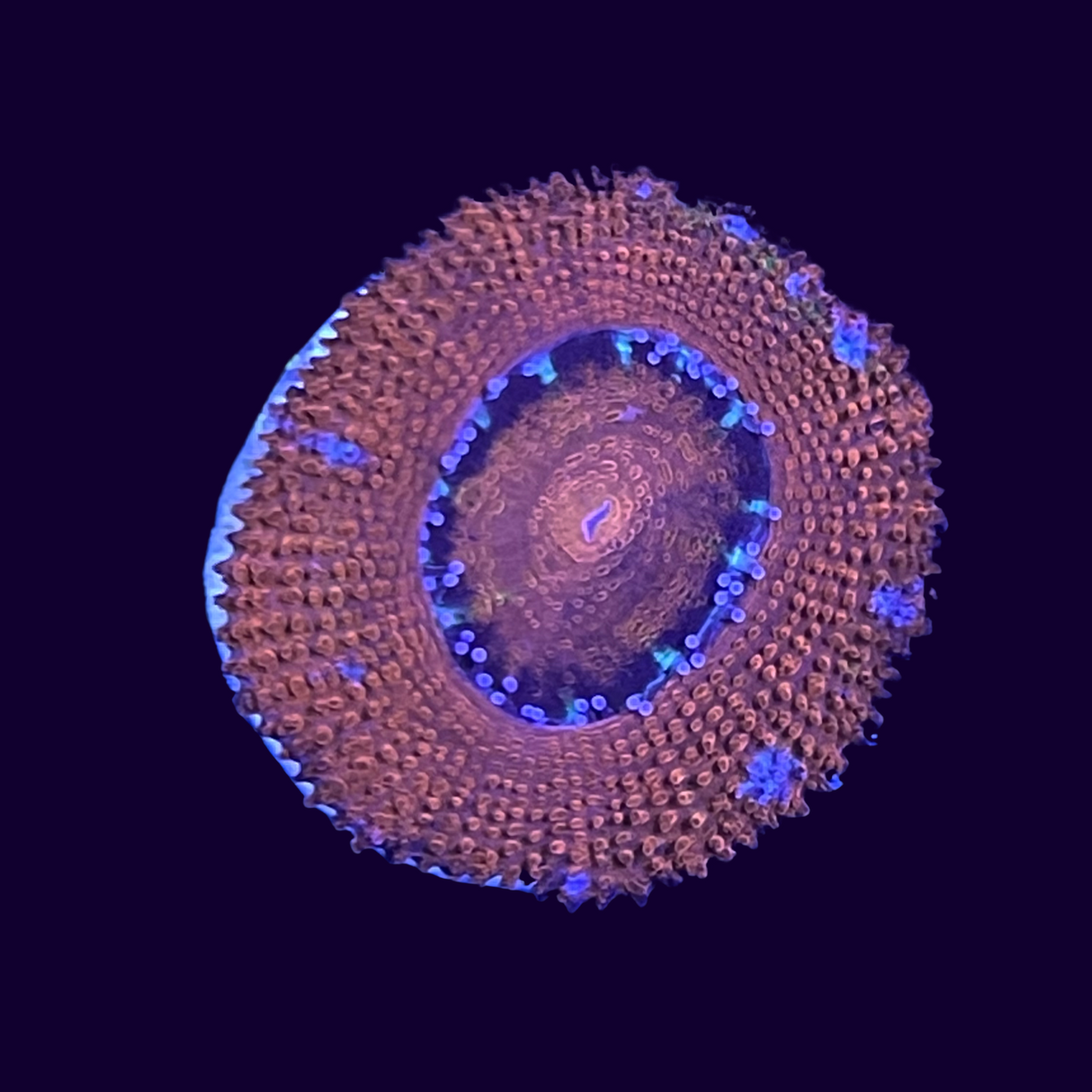 Acanthastrea Lordhowensi