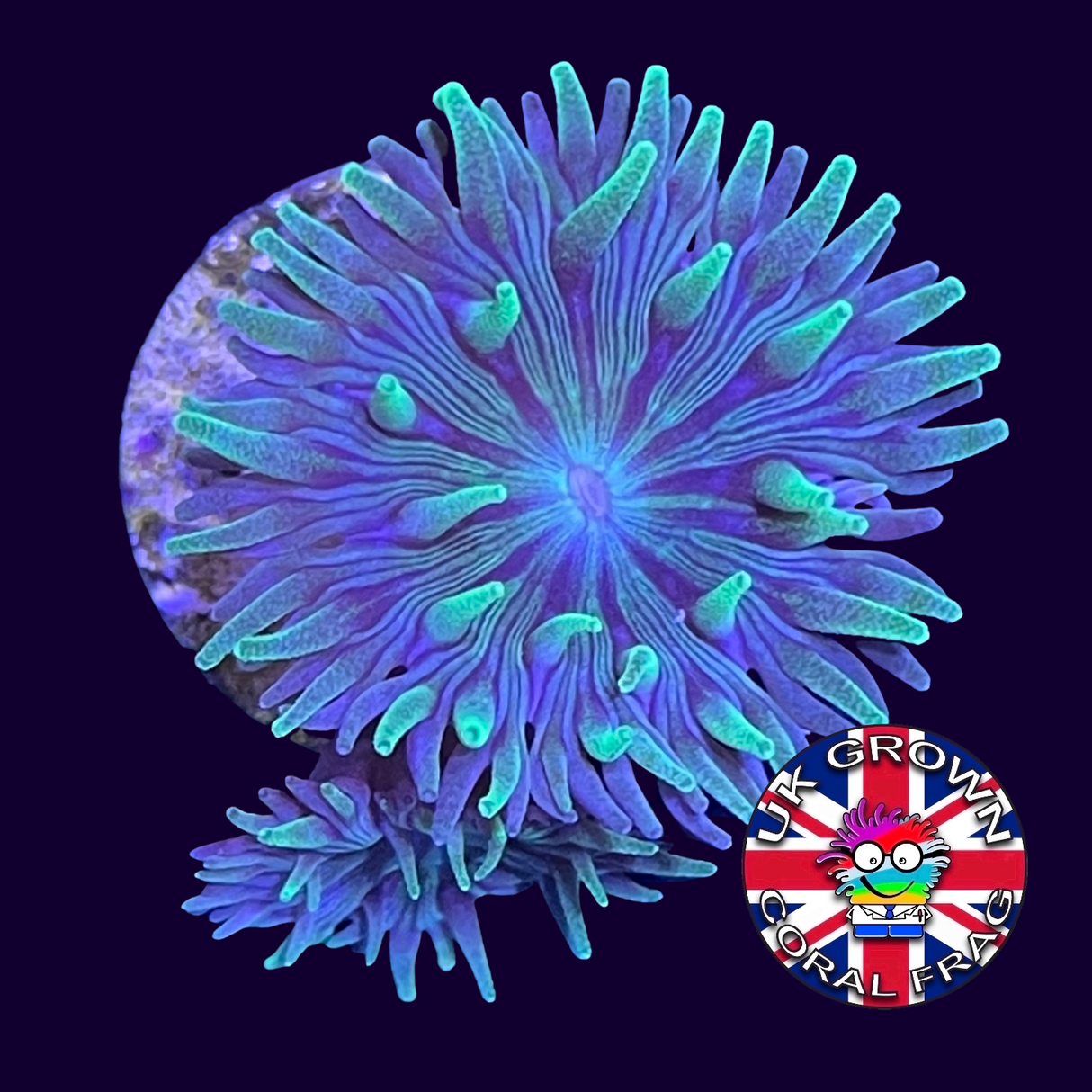 2 Head Duncan (UK Grown)