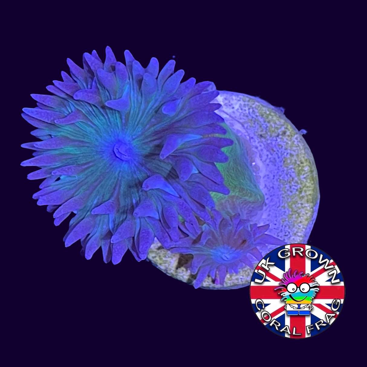 2 Head Duncan (UK Grown)