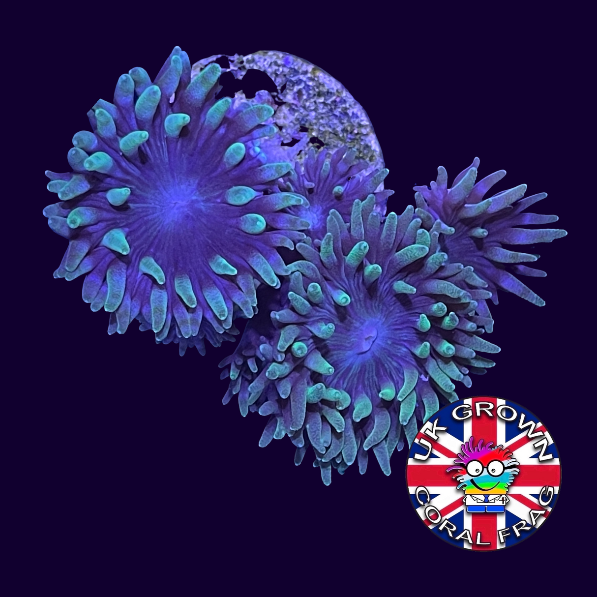 5 Head Duncan (UK Grown)