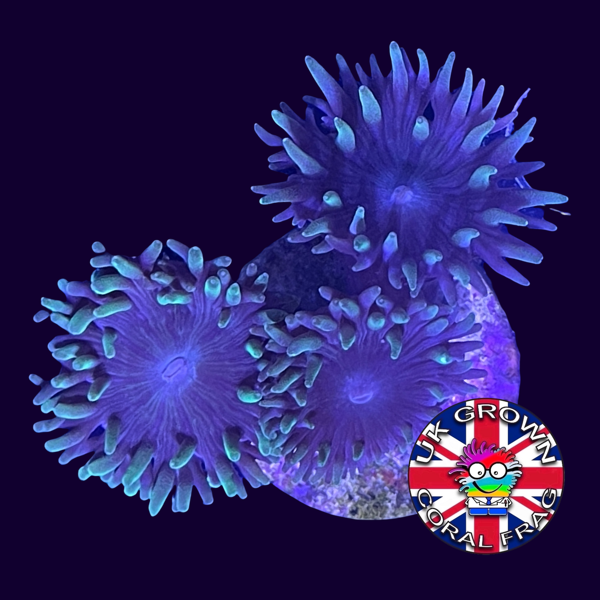 3 Head Duncan (UK Grown)