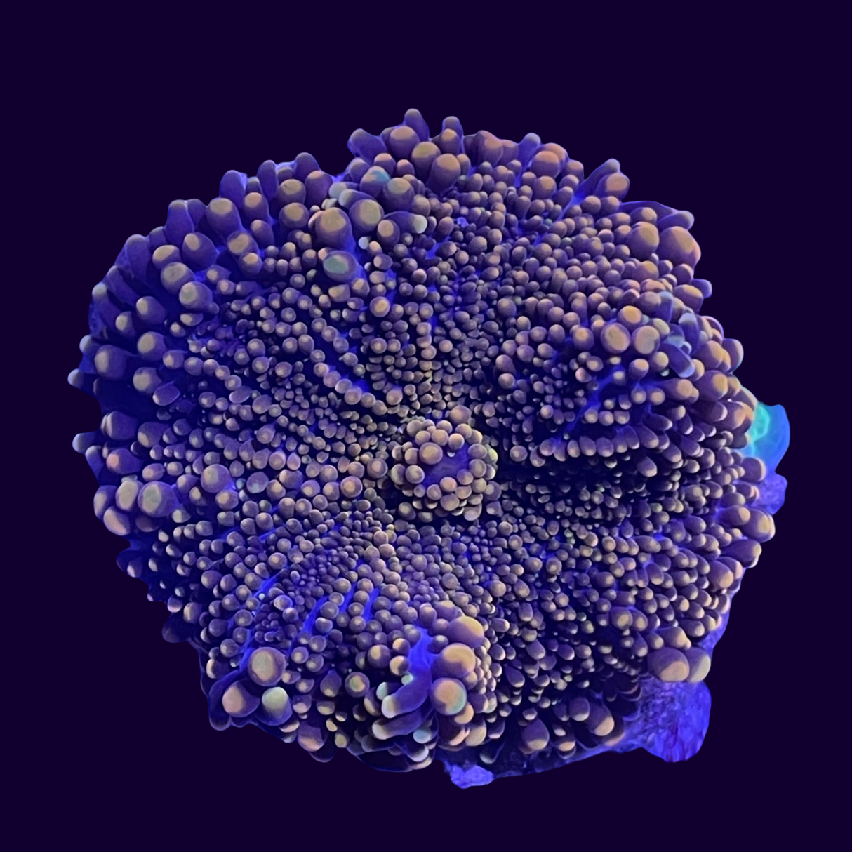 Orange Ricordea Mushroom