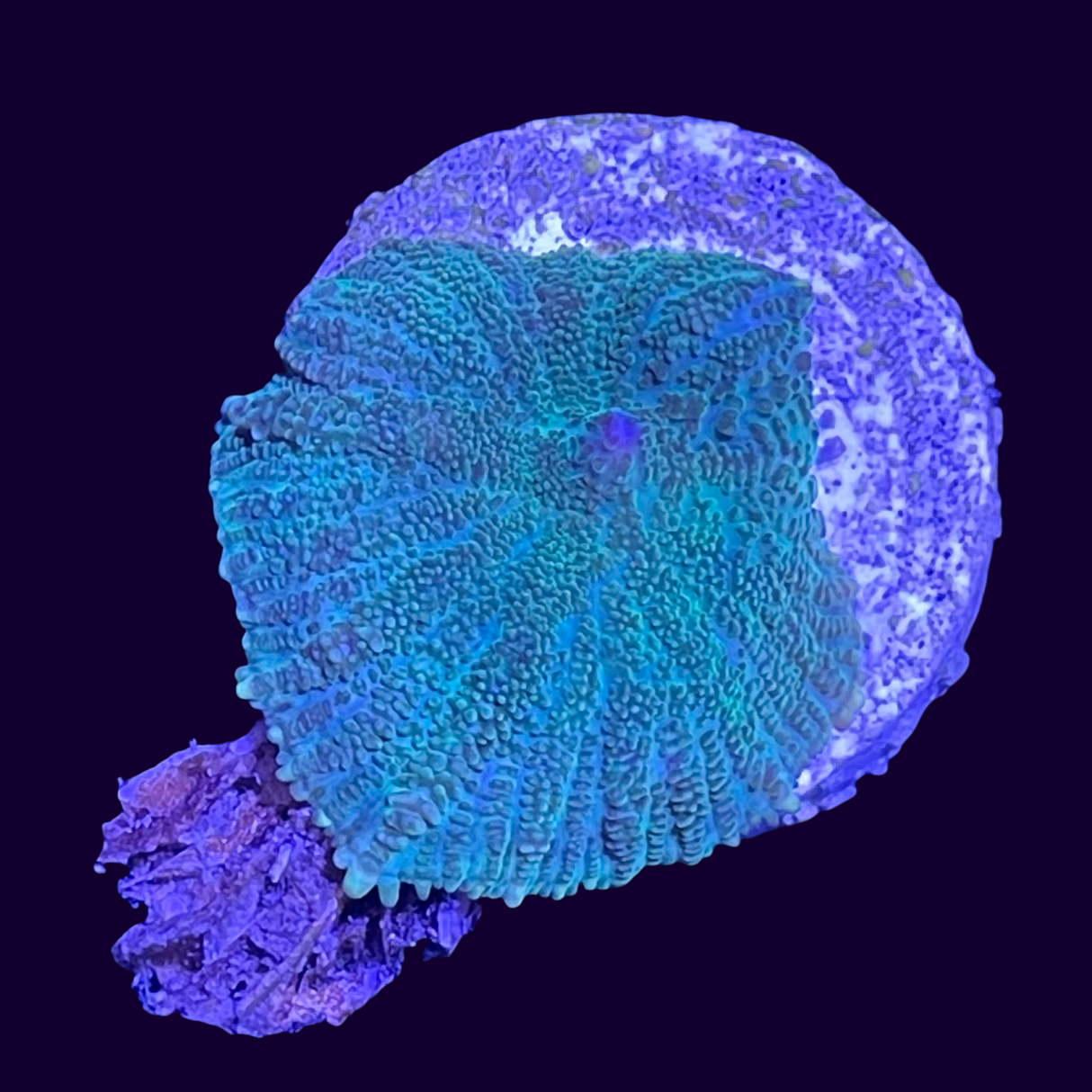 Green Rhodactis Mushroom