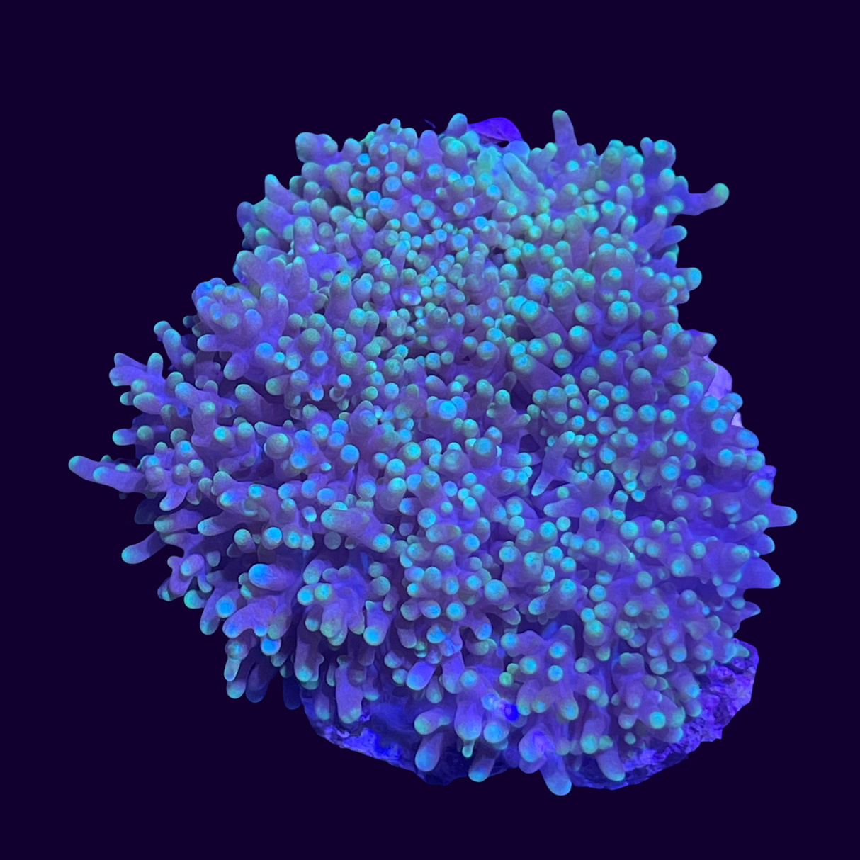 Green Fuzzy Mushroom