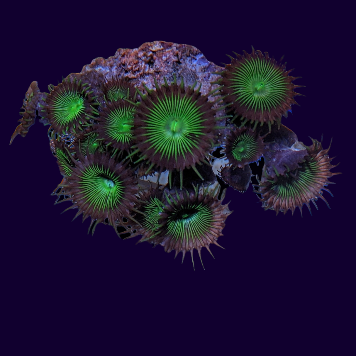 Green Paly Zoa Mini Colony
