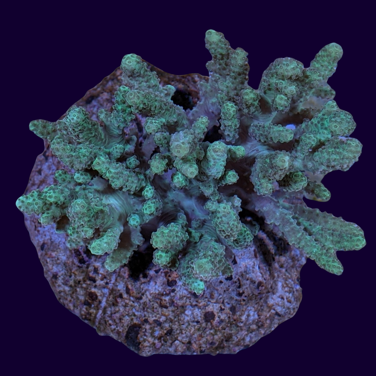 Green Spaghetti Leather Coral