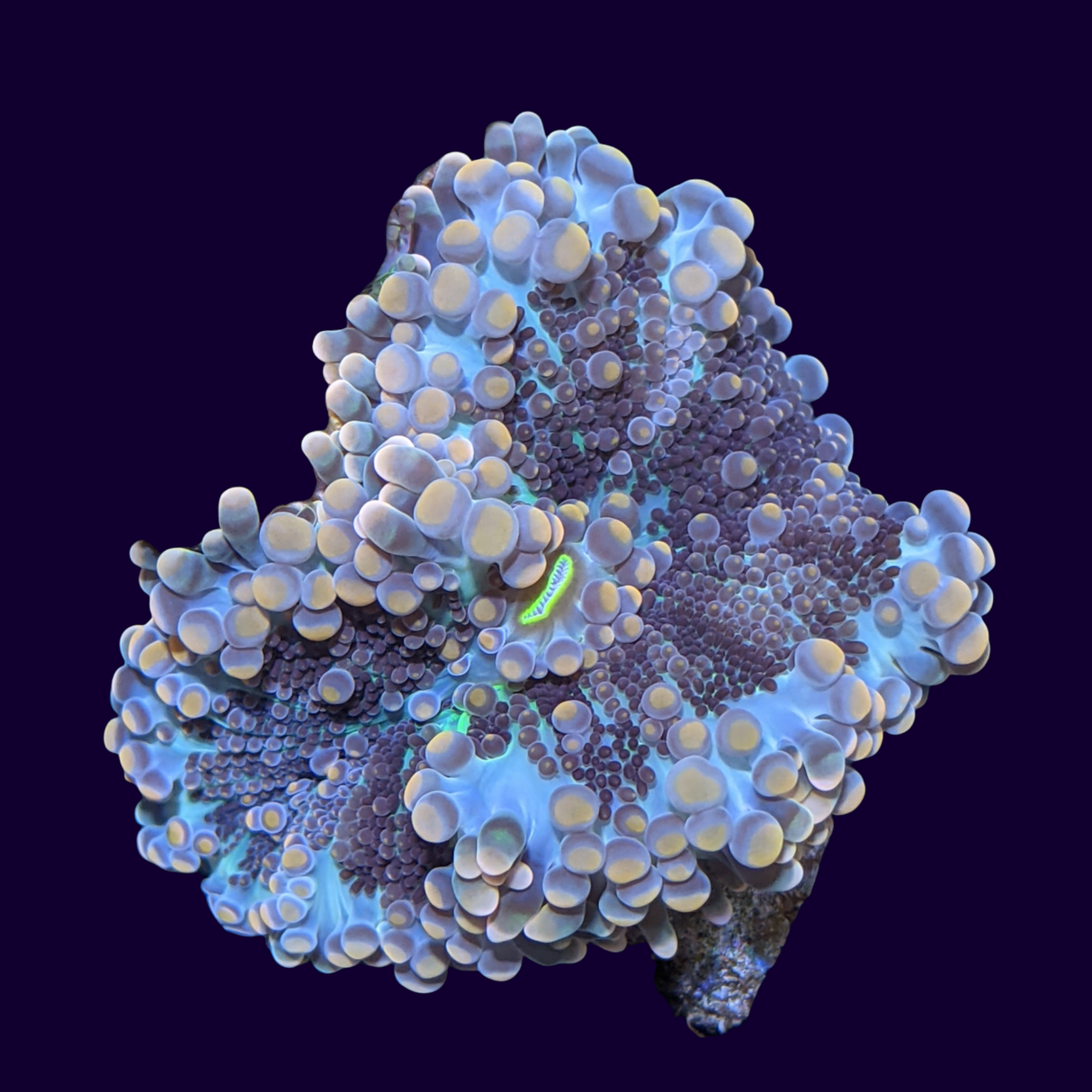 Multicolour Ricordea Mushroom