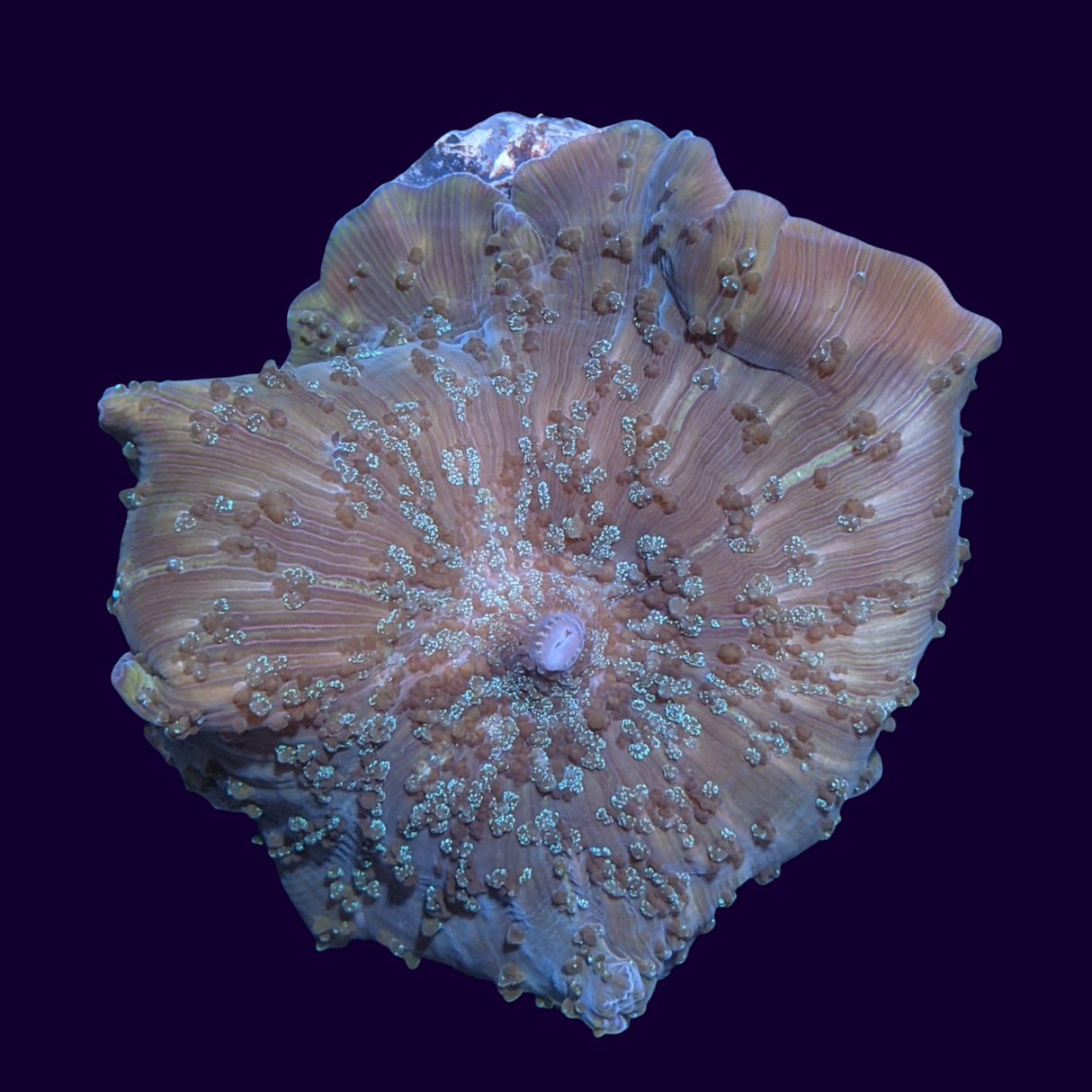 Stardust Discosoma Mushroom