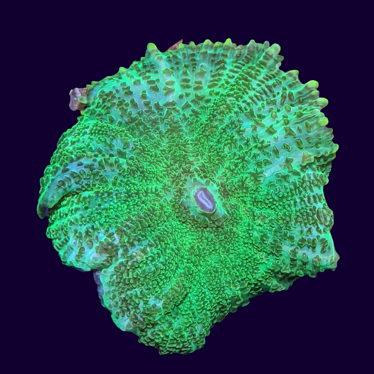 Green Rhodactis Mushroom