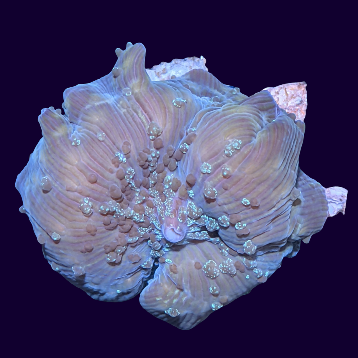 Stardust Discosoma Mushroom