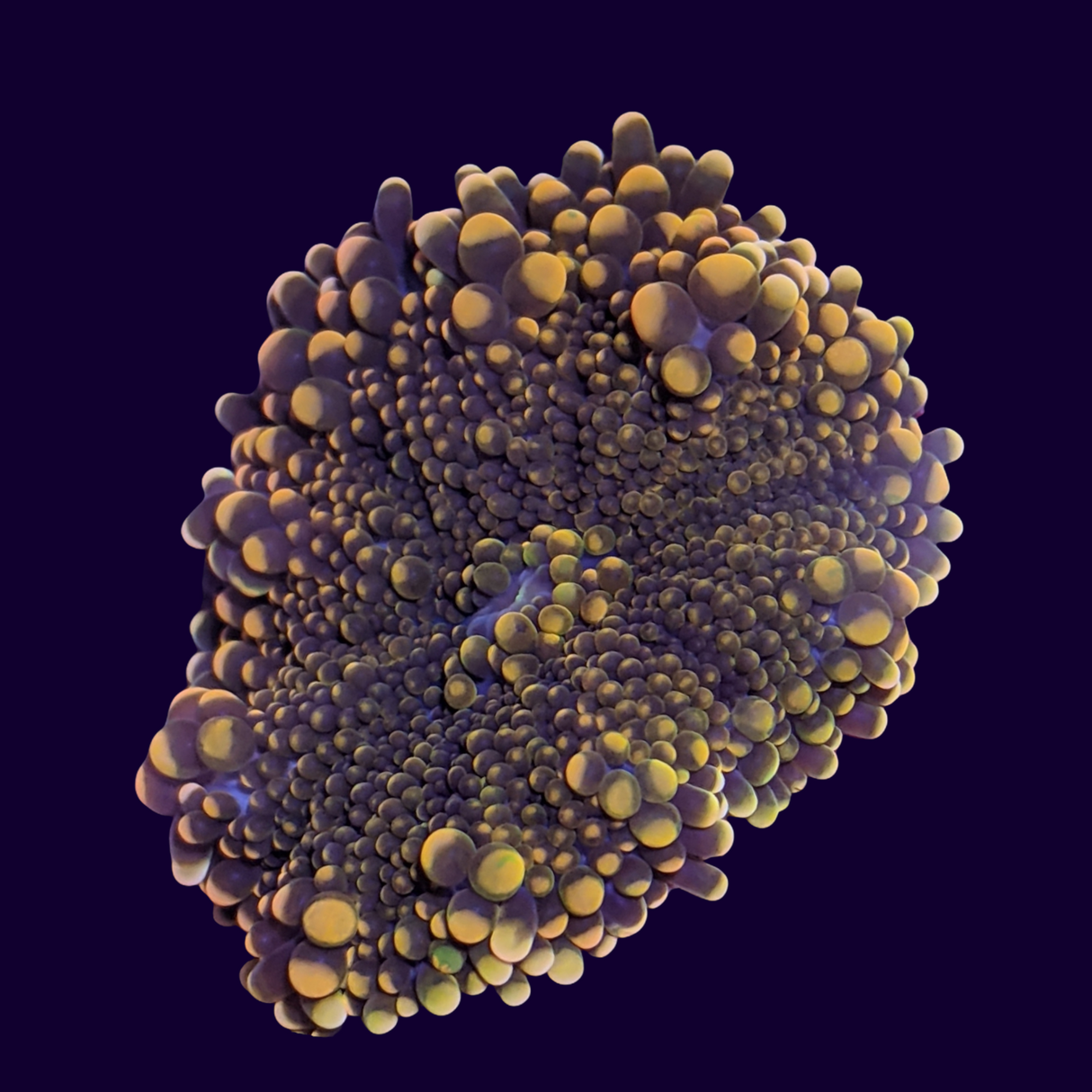 Orange Ricordea Mushroom