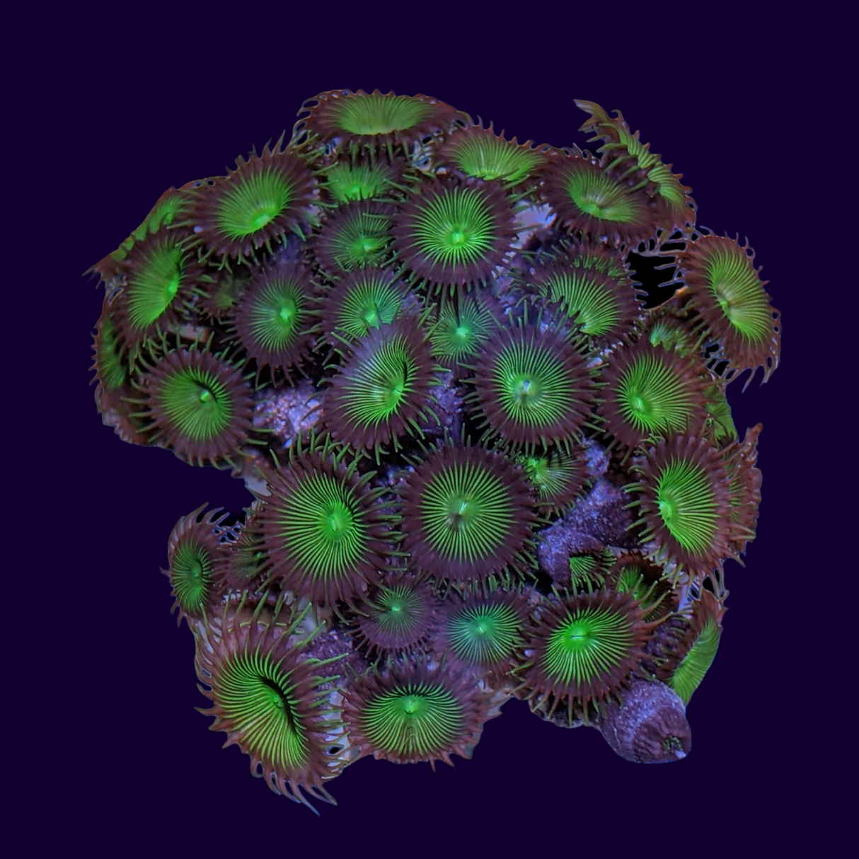 Green Paly Zoa Colony