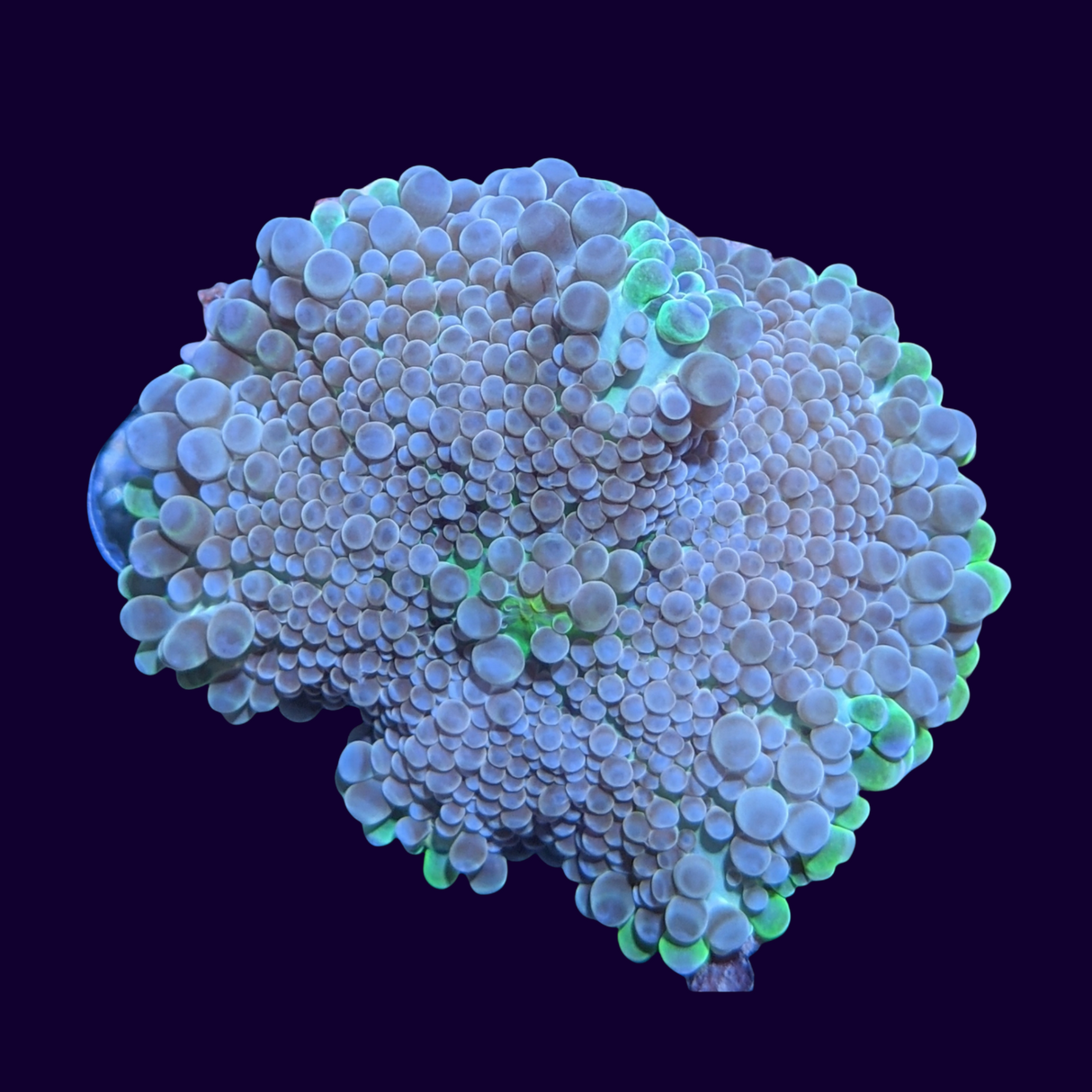 Multicolour Ricordea Mushroom