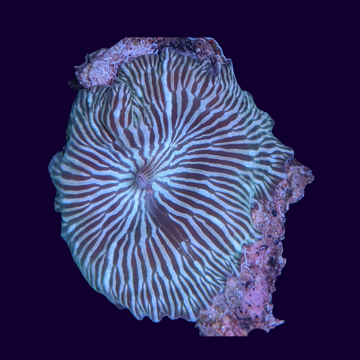 Watermelon Discosoma Mushroom