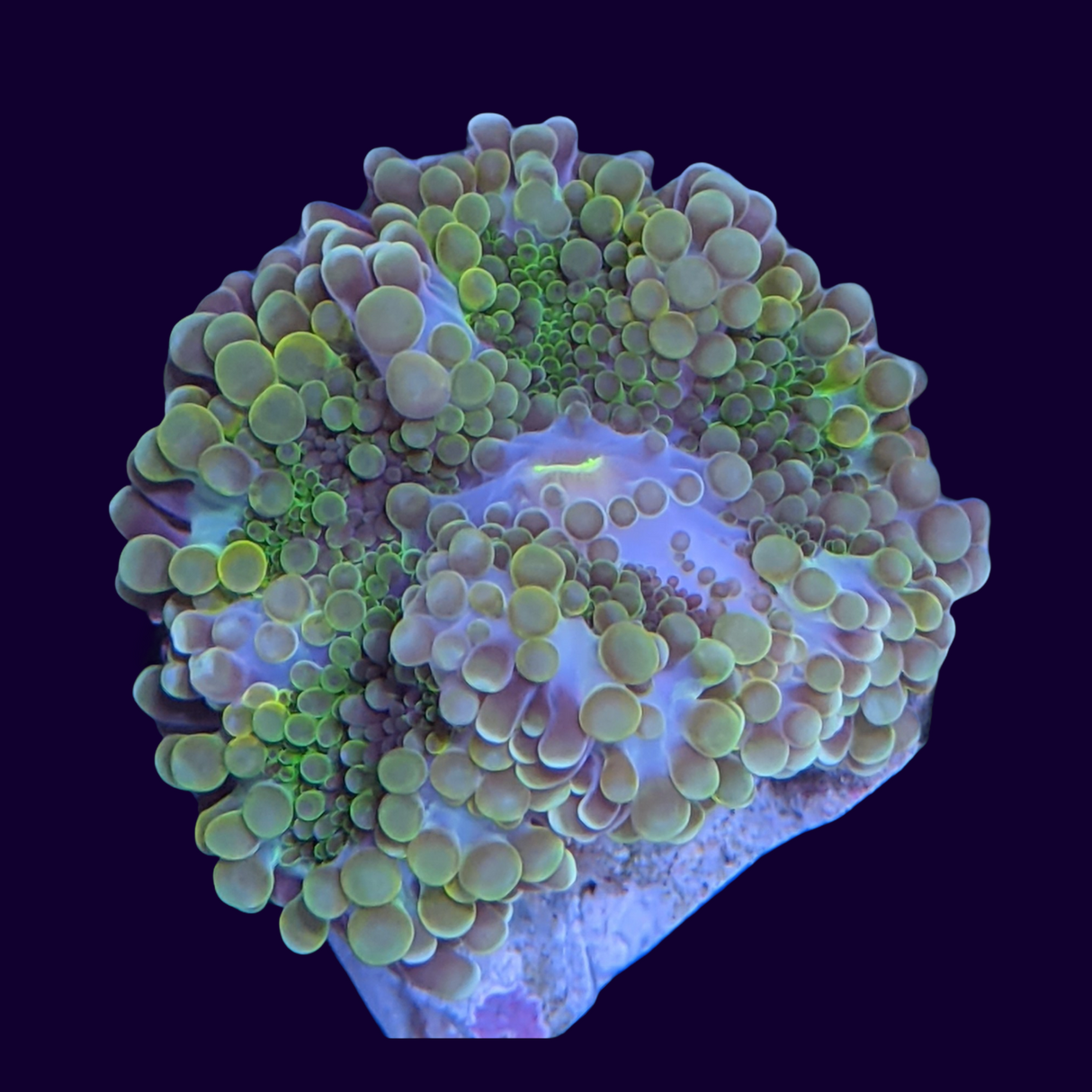 Multicolour Ricordea Mushroom